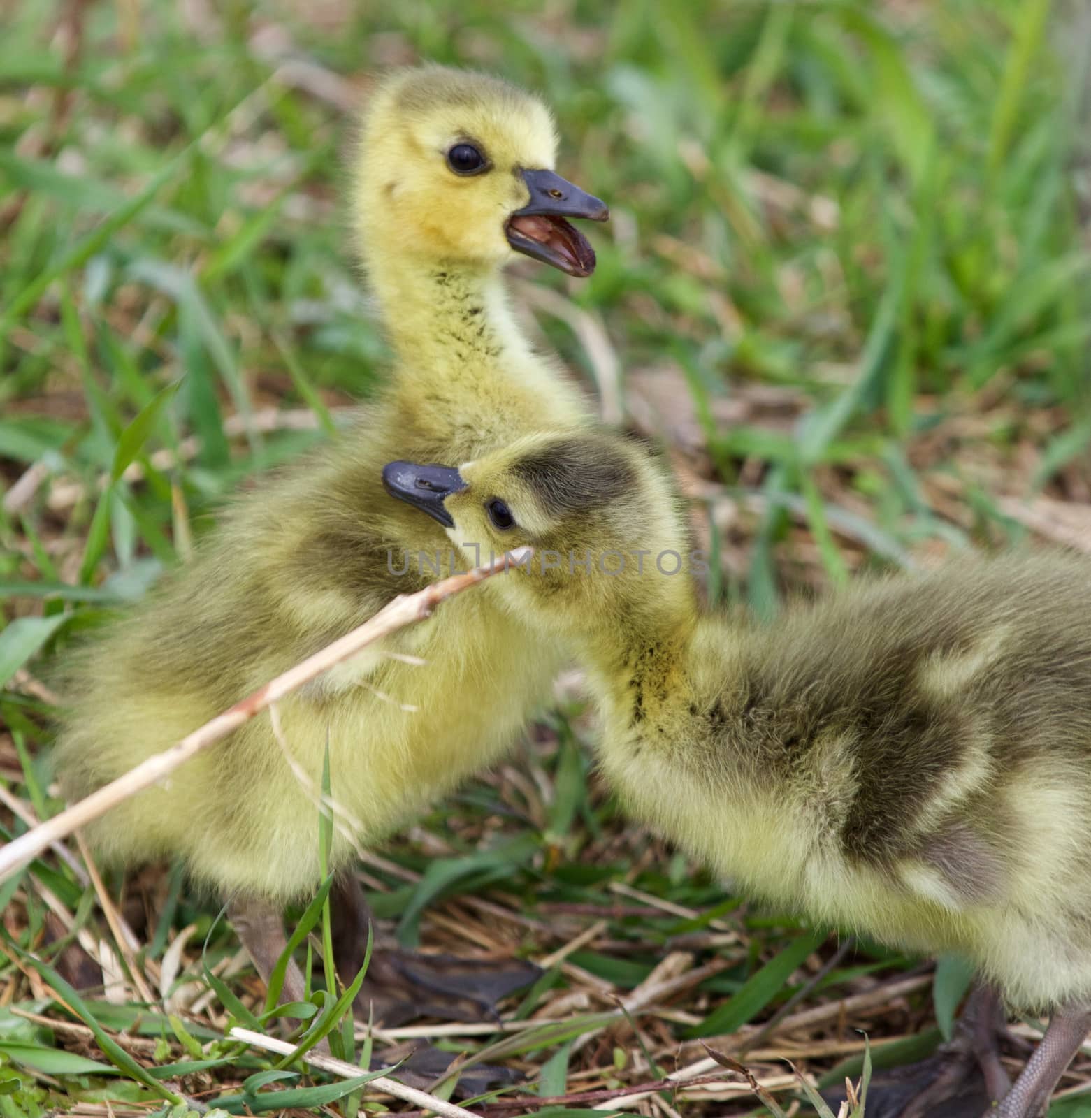 Funny photo of the amazed screaming chick 