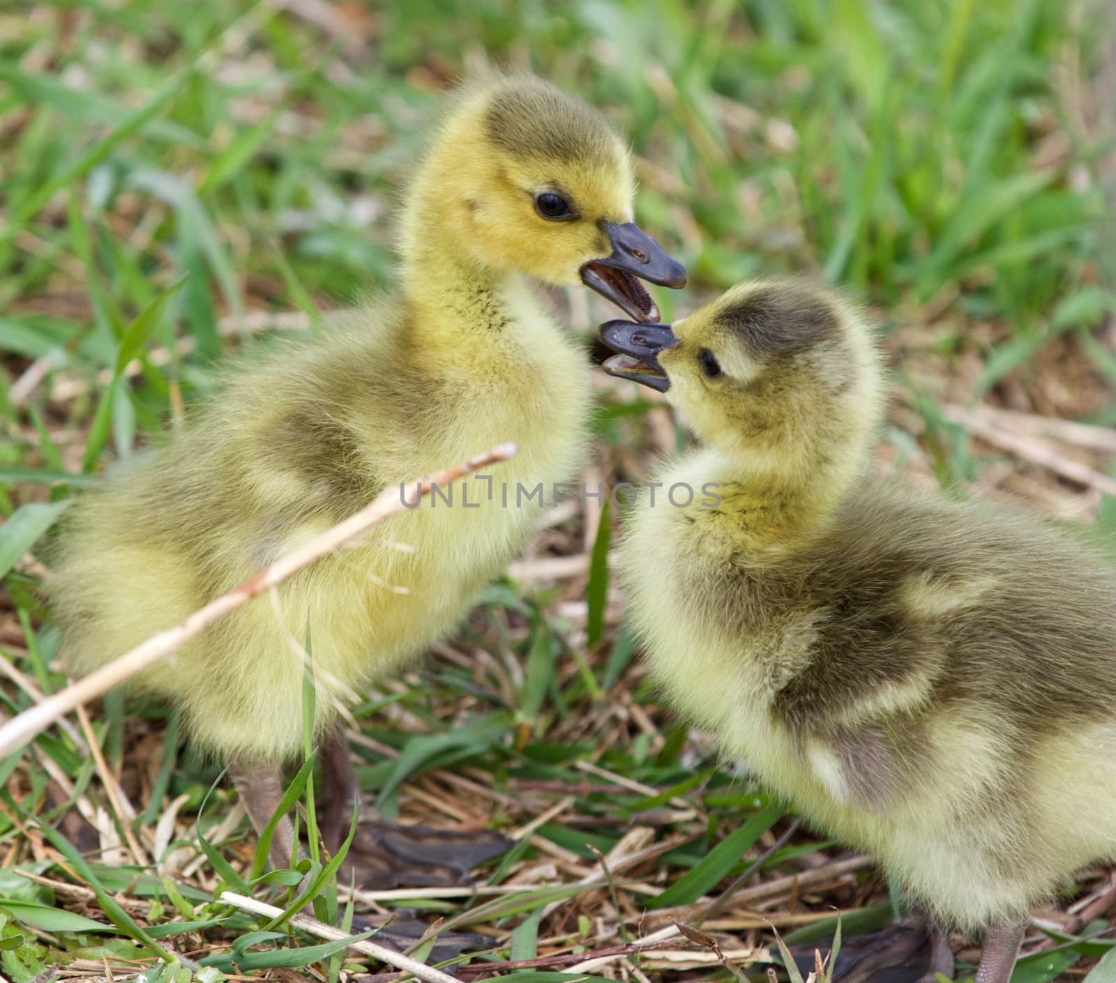 Funny beautiful isolated image with a pair of cute chicks of the Canada geese