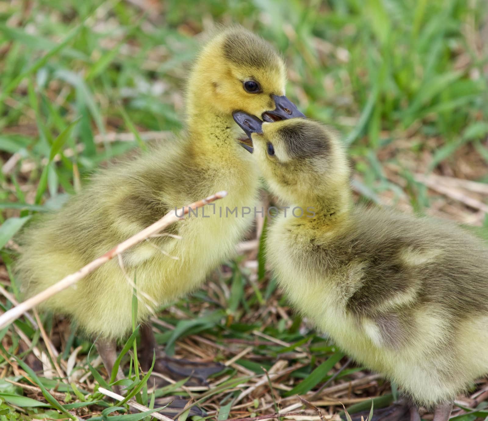 Funny beautiful image with two young cute chicks of the Canada geese in love