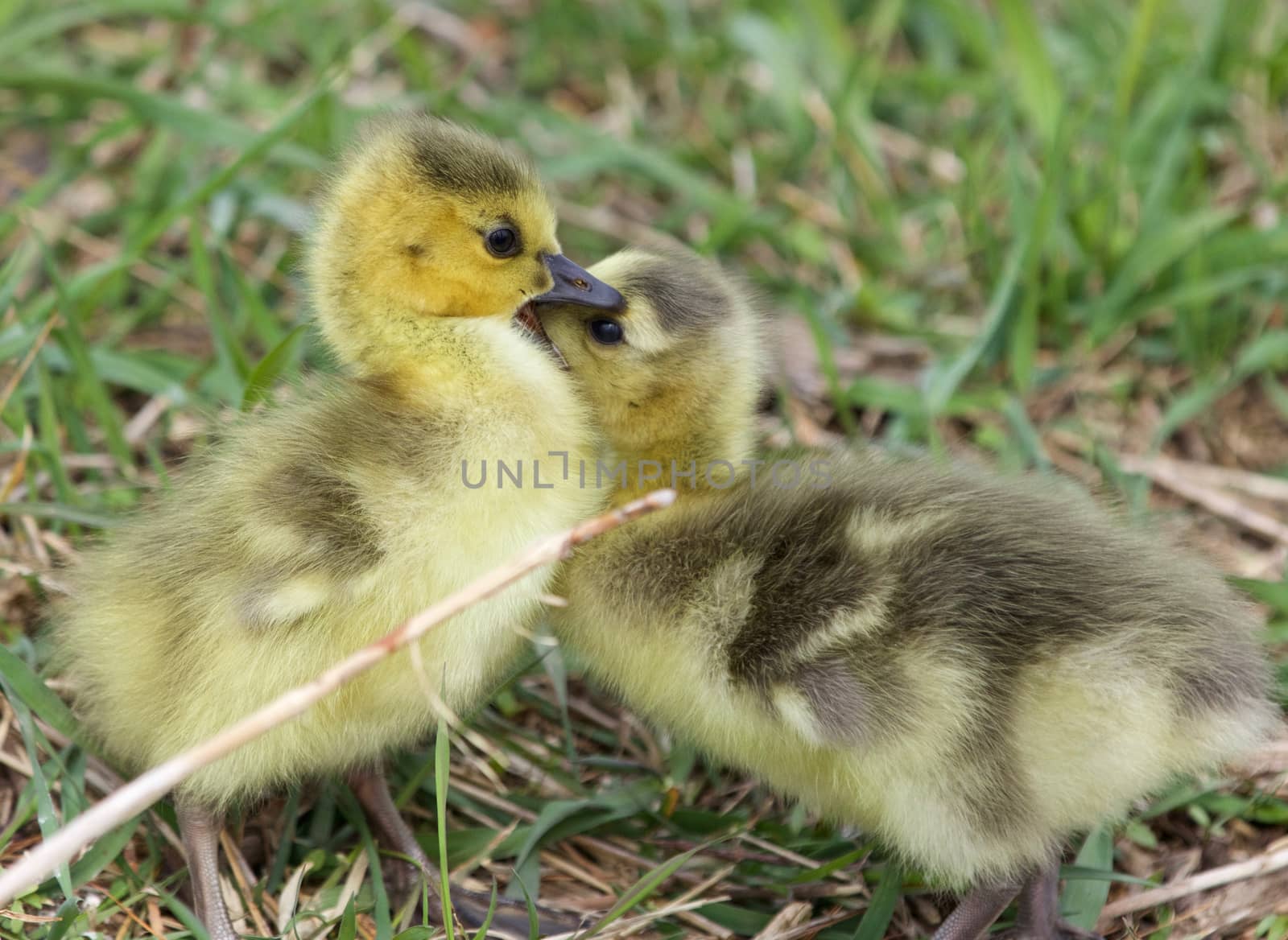 Cute chicks of the Canada geese are kissing