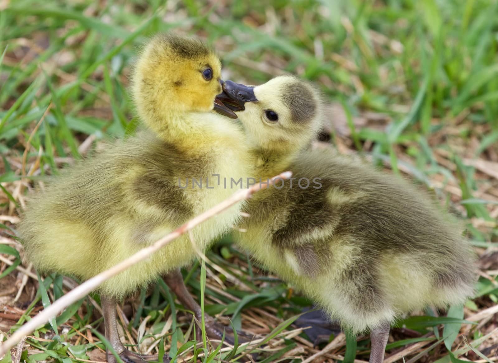 Funny photo of kissing young cute chicks of the Canada geese