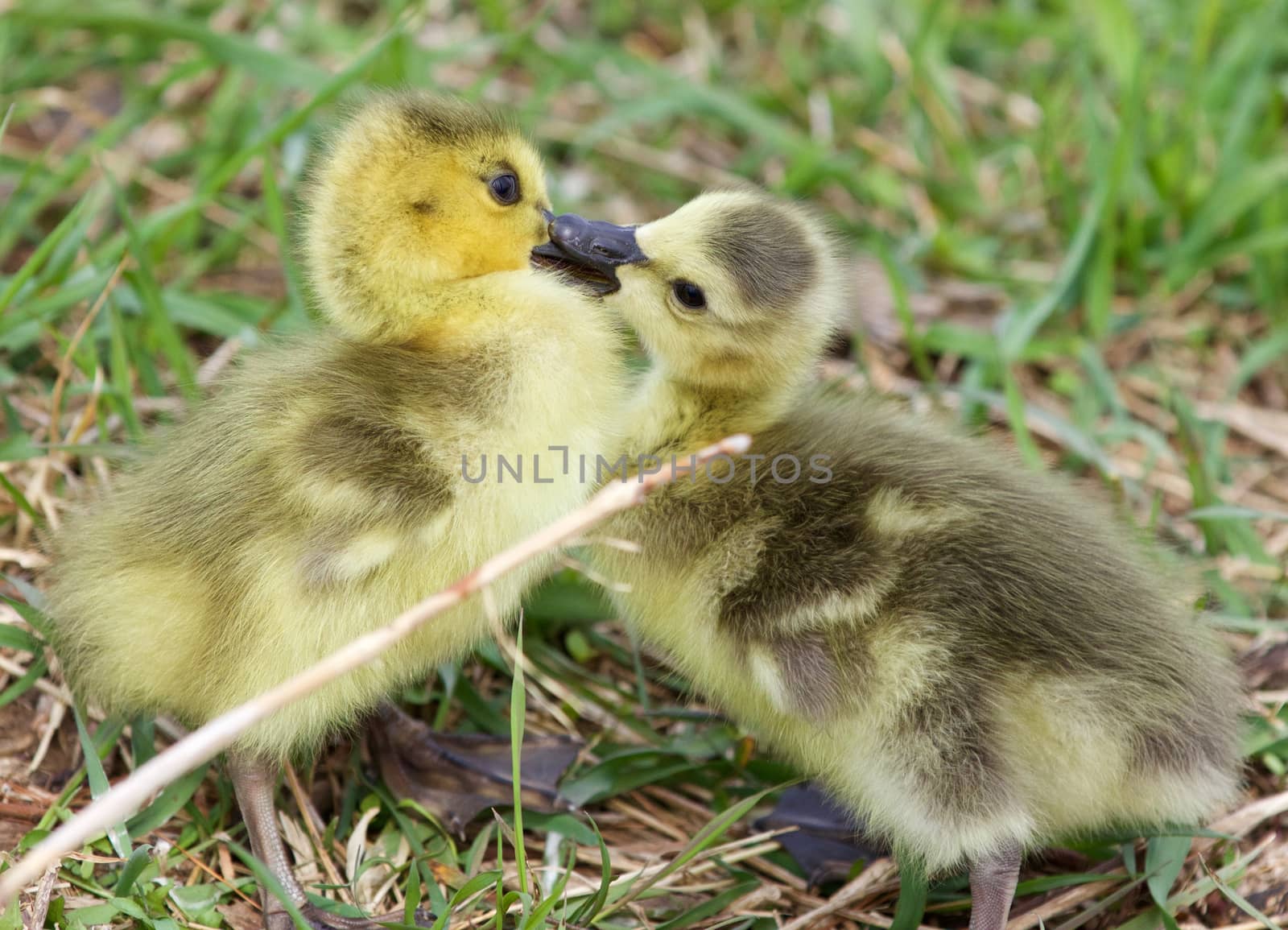 Funny beautiful photo of kissing young cute chicks of the Canada geese