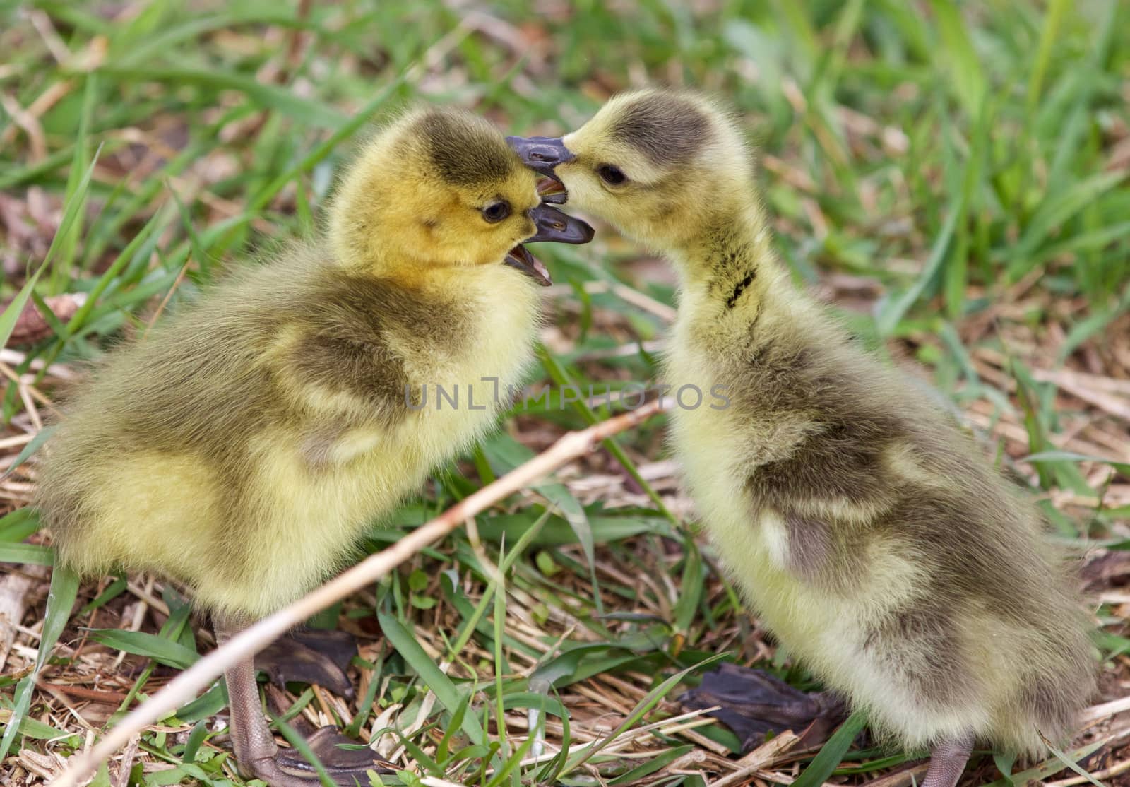Funny image with the kissing cute young chicks of the Canada geese