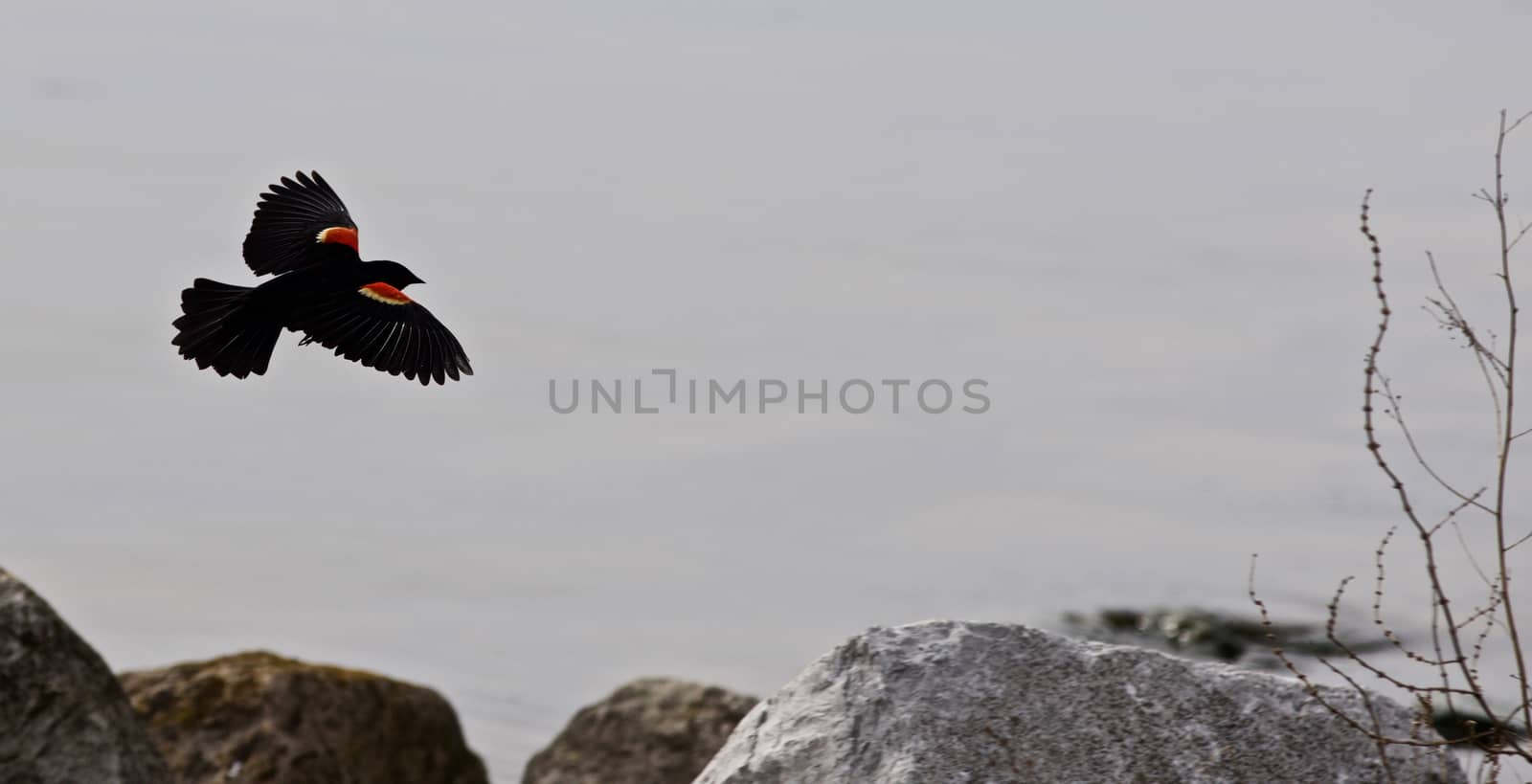Beautiful background with the flying blackbird and the rocks and water