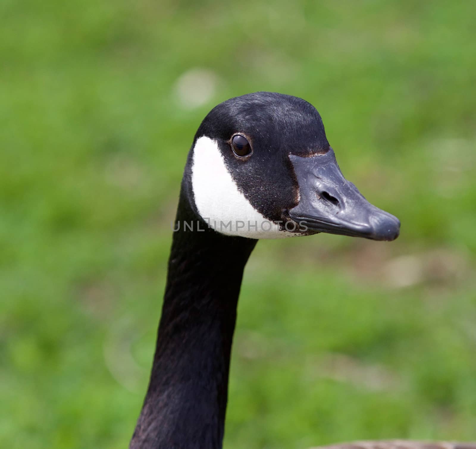 Funny portrait of the Canada goose 