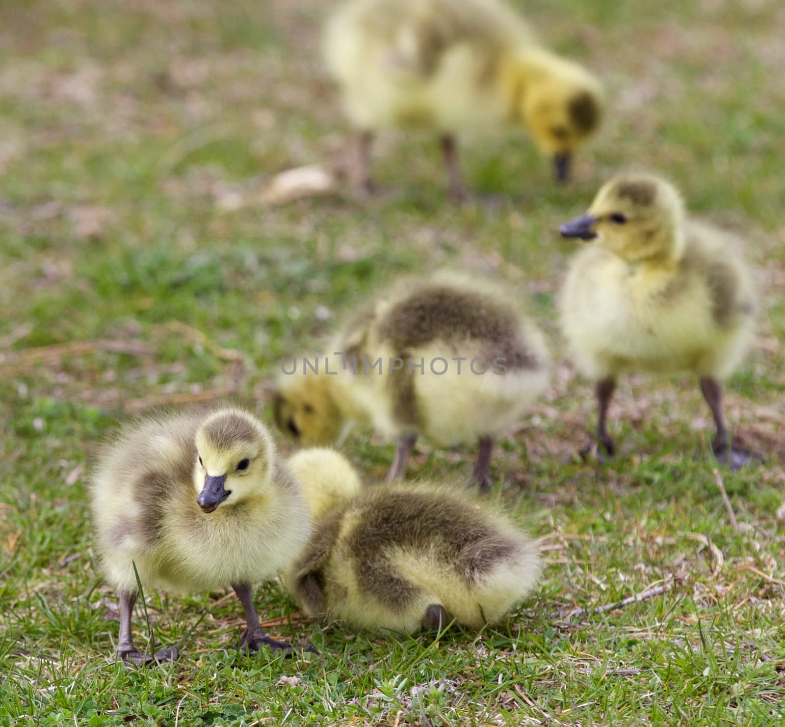 Beautiful background with a group of chicks together on the grass field by teo