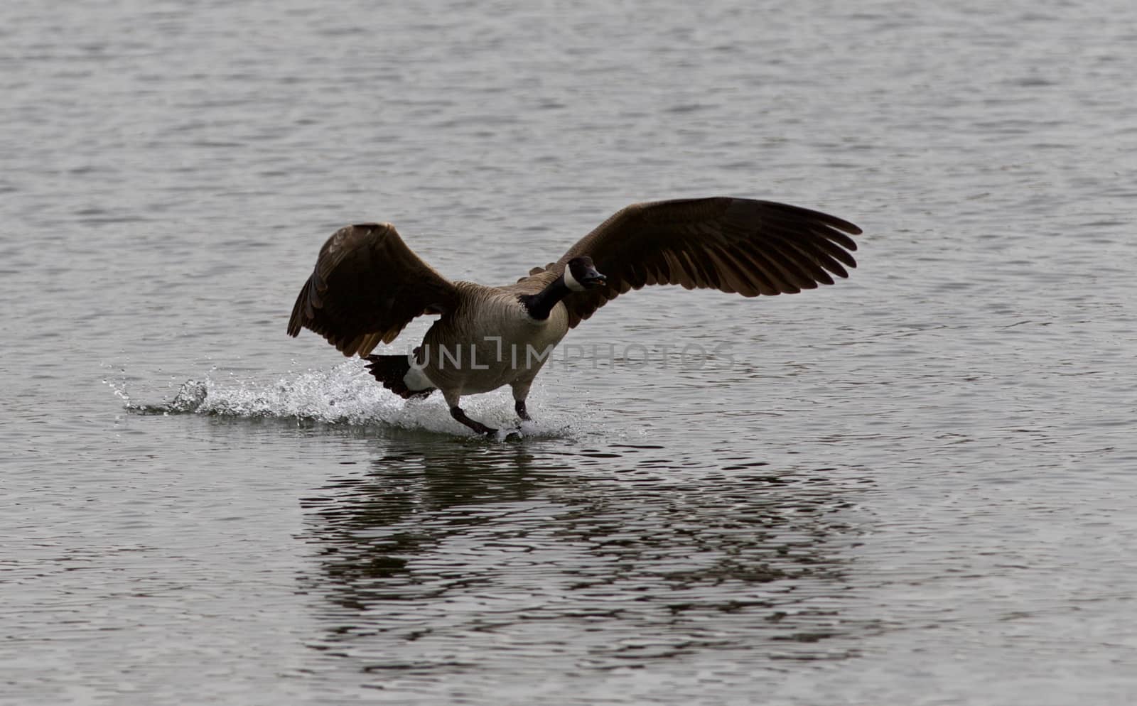 Isolated photo of the landing Canada goose by teo