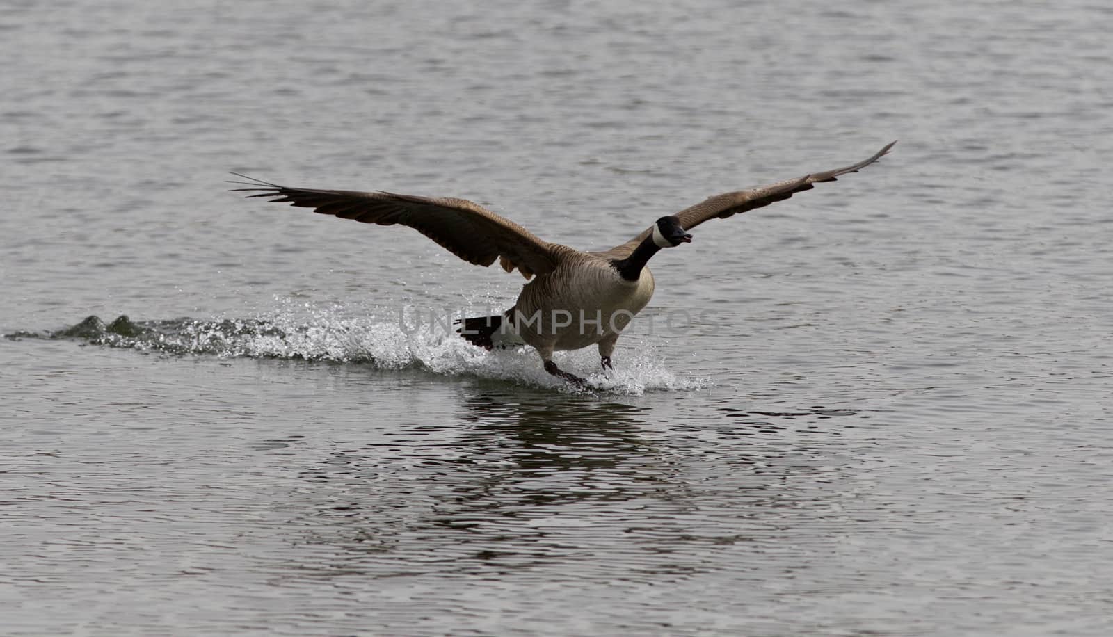 Beautiful isolated photo of the landing Canada goose by teo