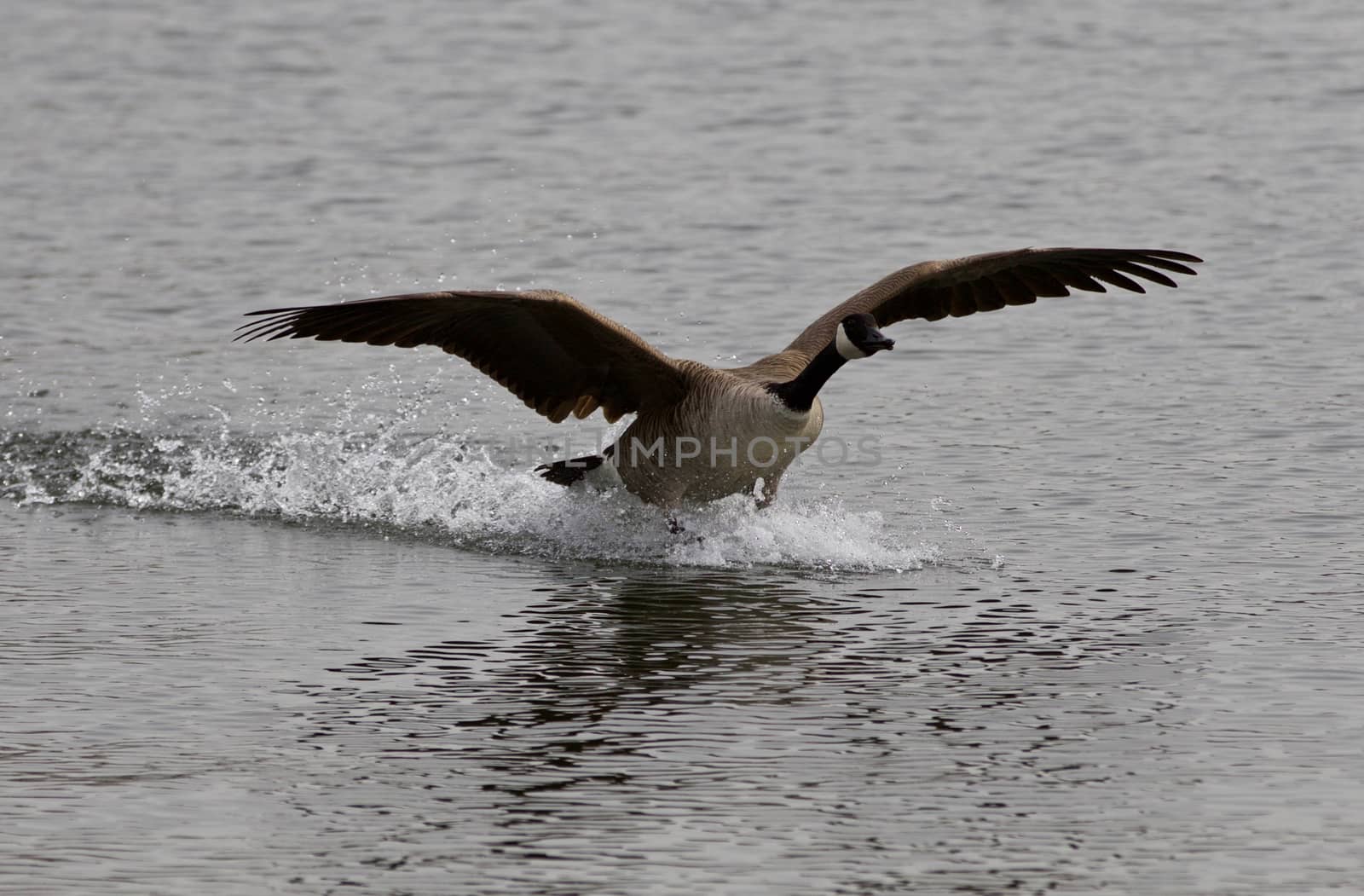 Beautiful isolated image of the landing Canada goose by teo