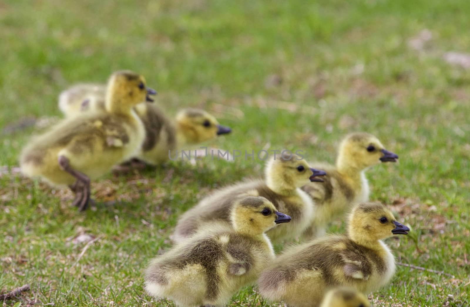 Backgound with the chicks of the Canada geese on the grass field