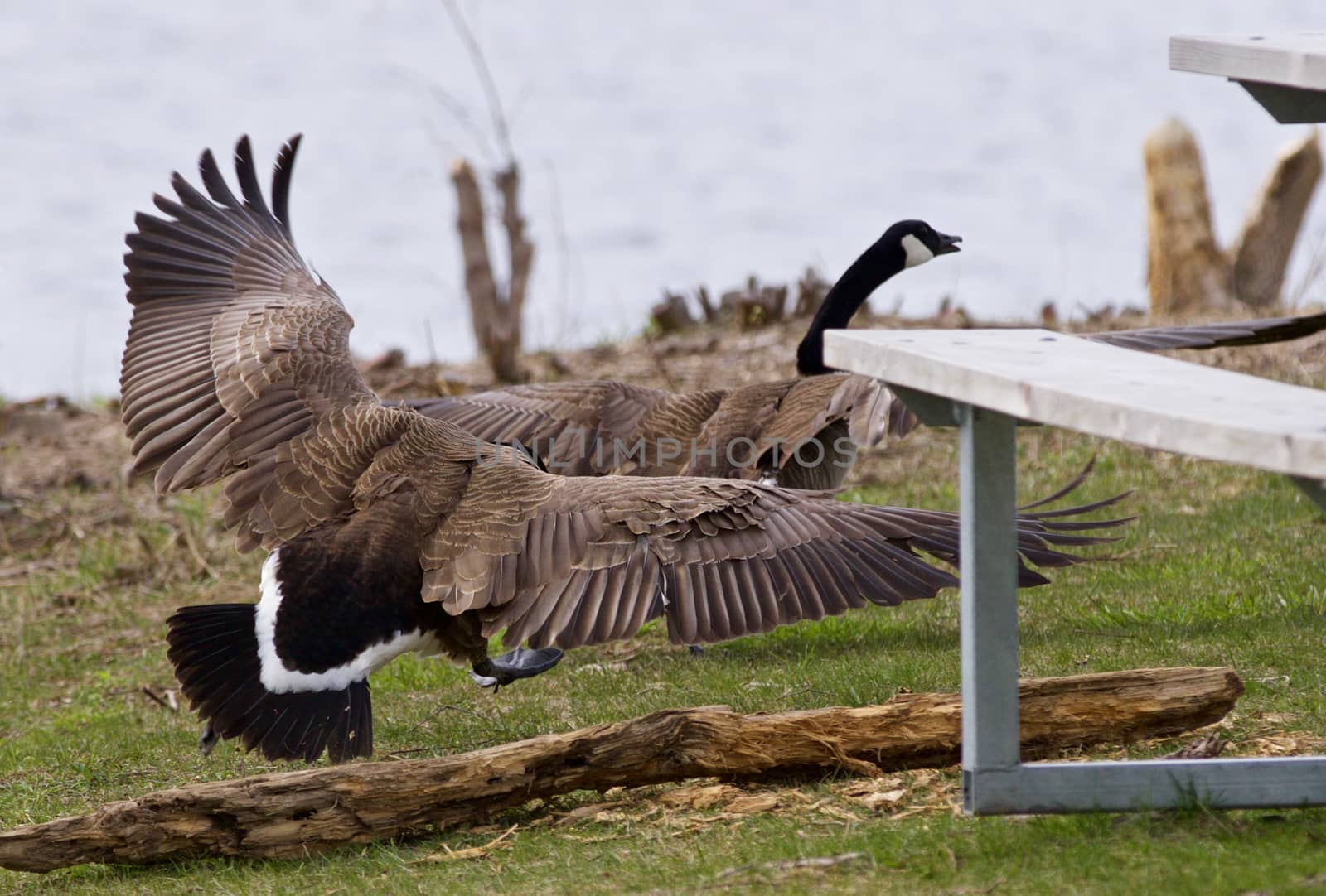 Image with the goose chasing his rival