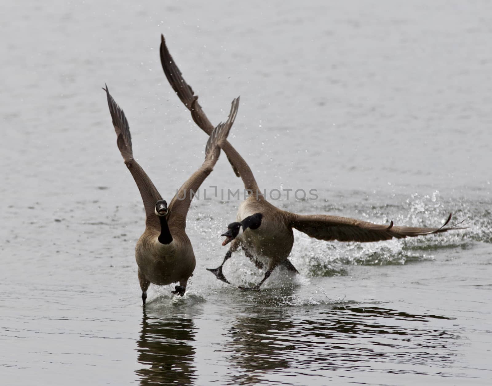 Expressive isolated image with the Canada goose chasing his rival on the lake