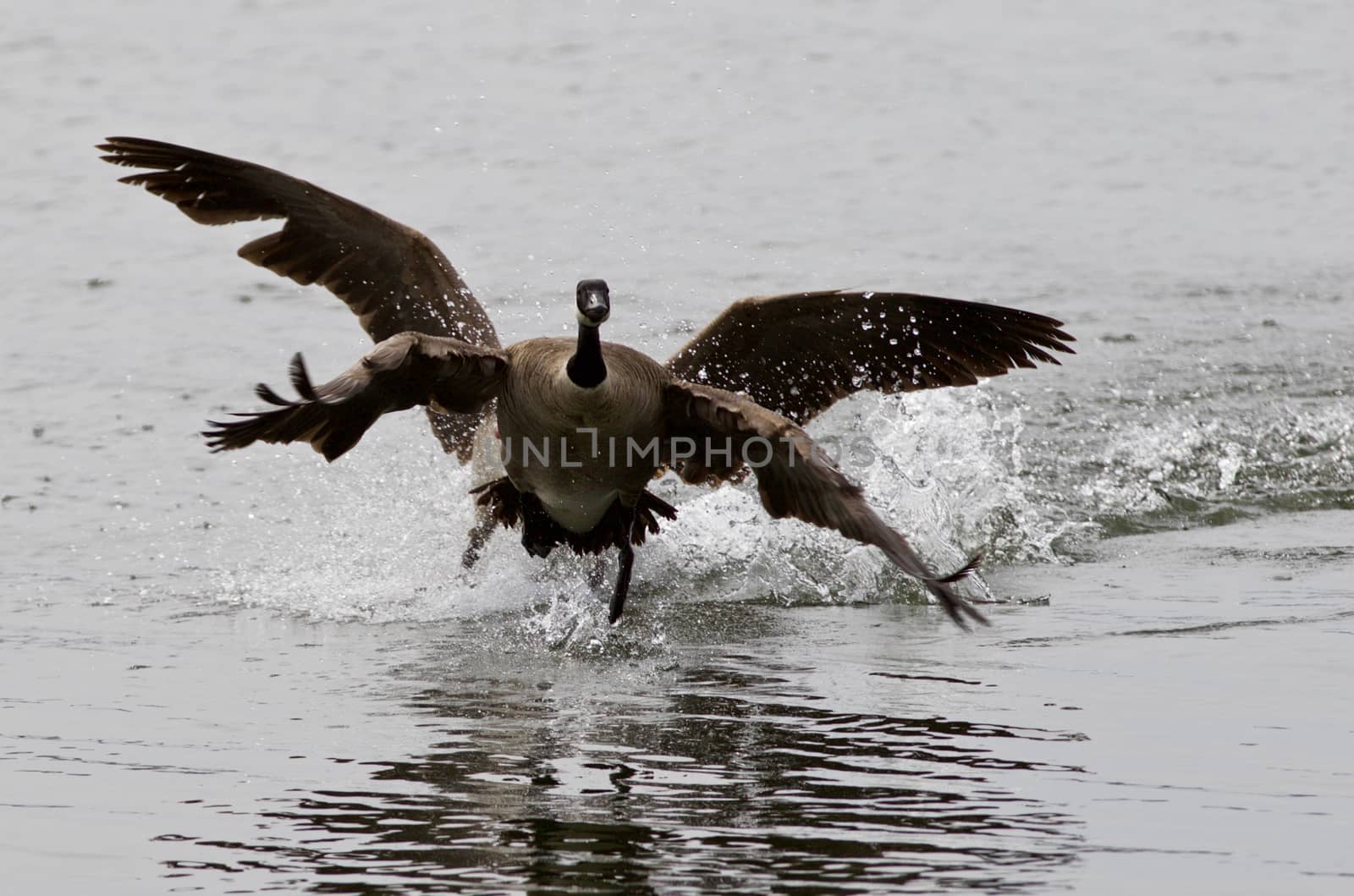 Expressive isolated photo with the Canada goose flying away from his rival by teo