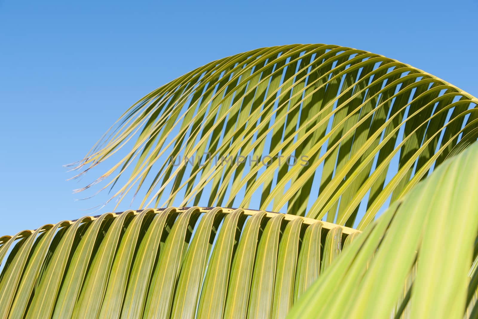 Palm frond detail against sky by brians101