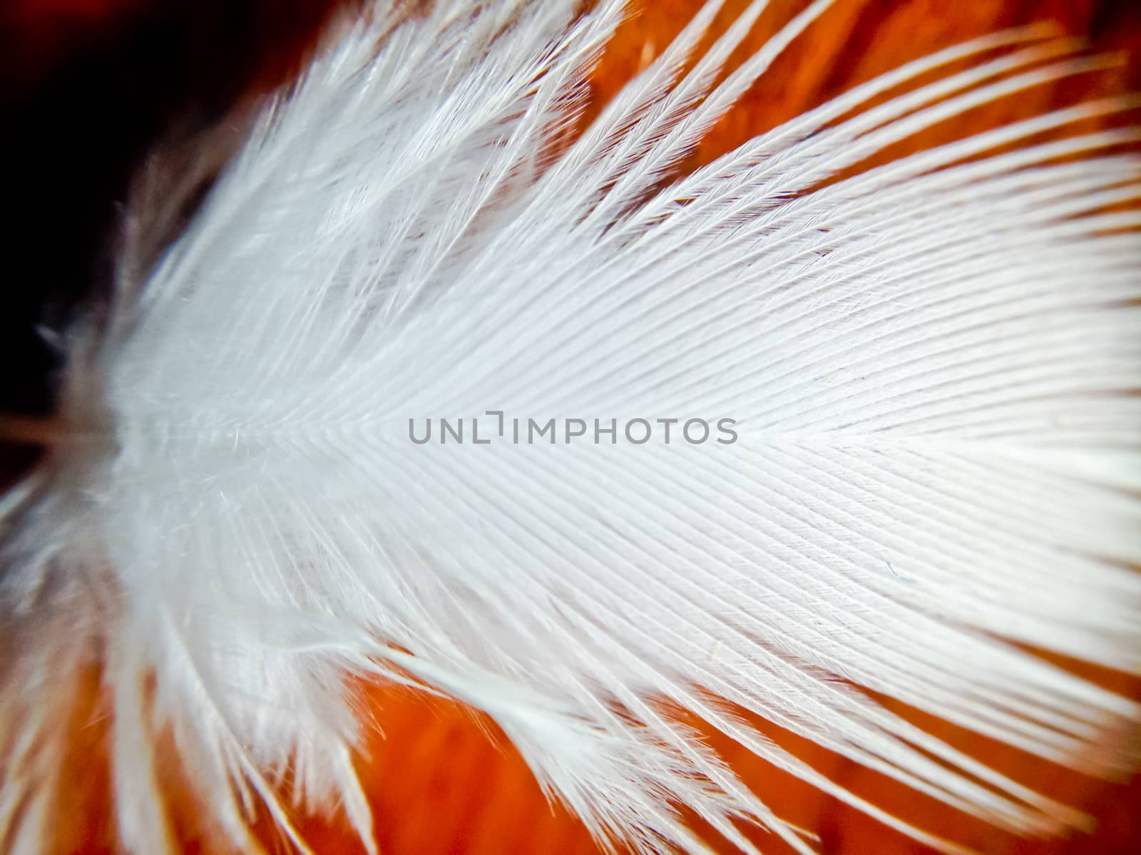 macro of little white feather
