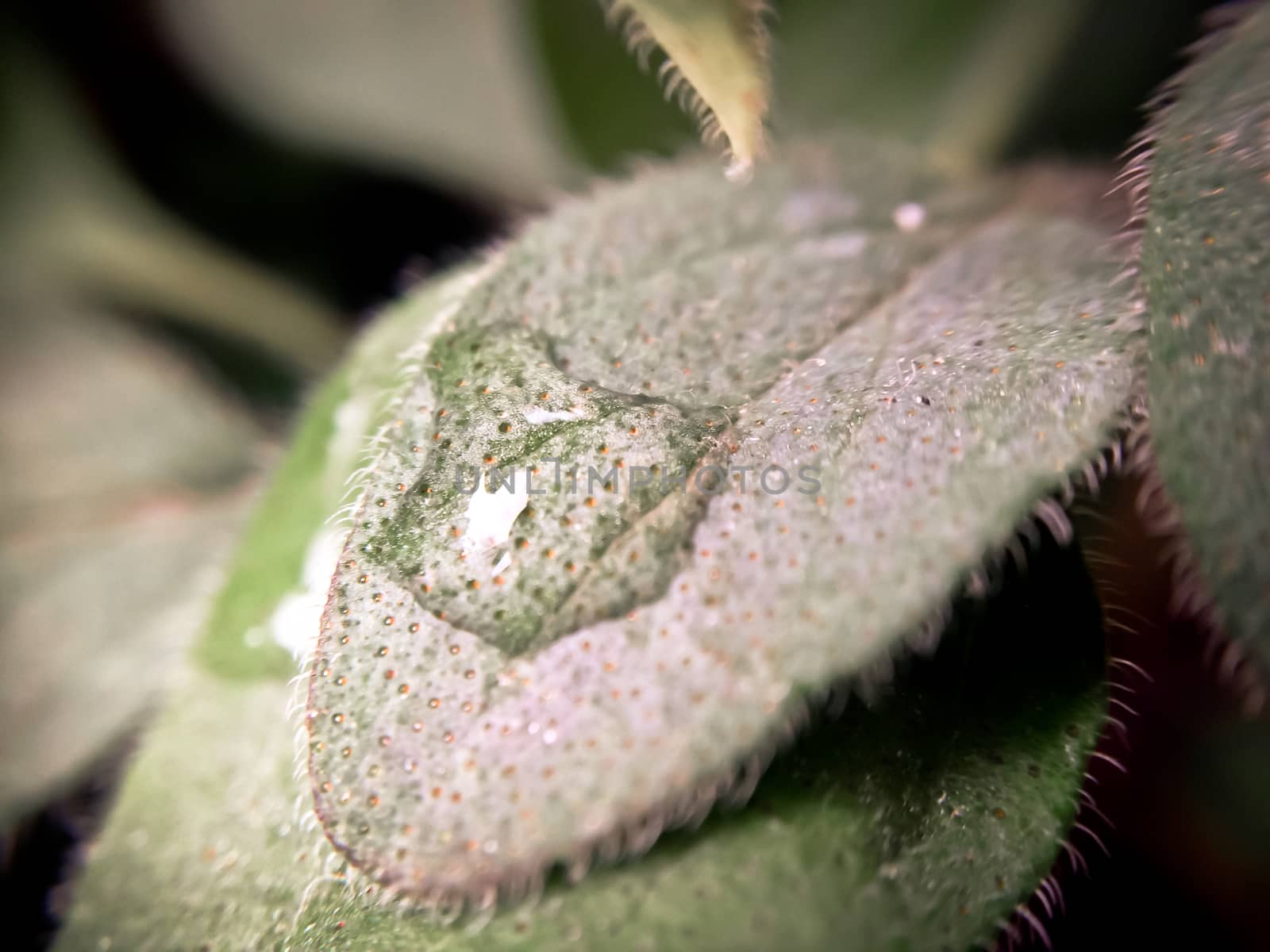 macro of water drop on oregano leaf selective focus