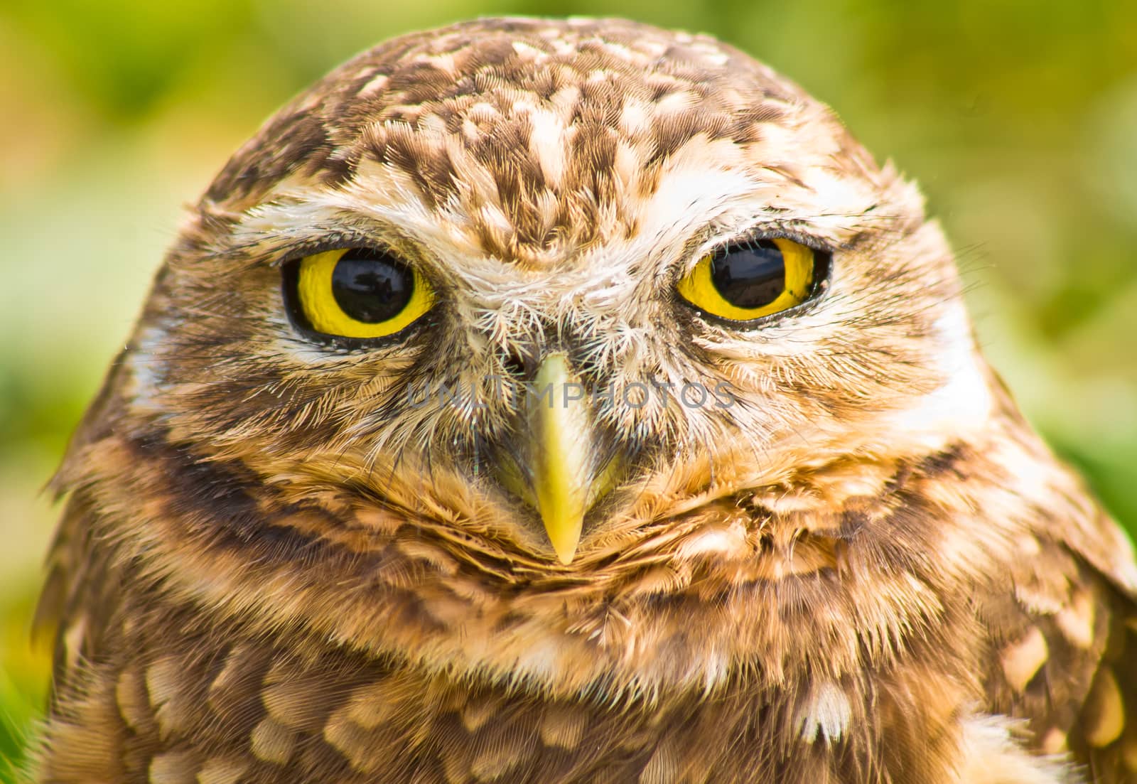 Close up of burrowing owl against green blurred background