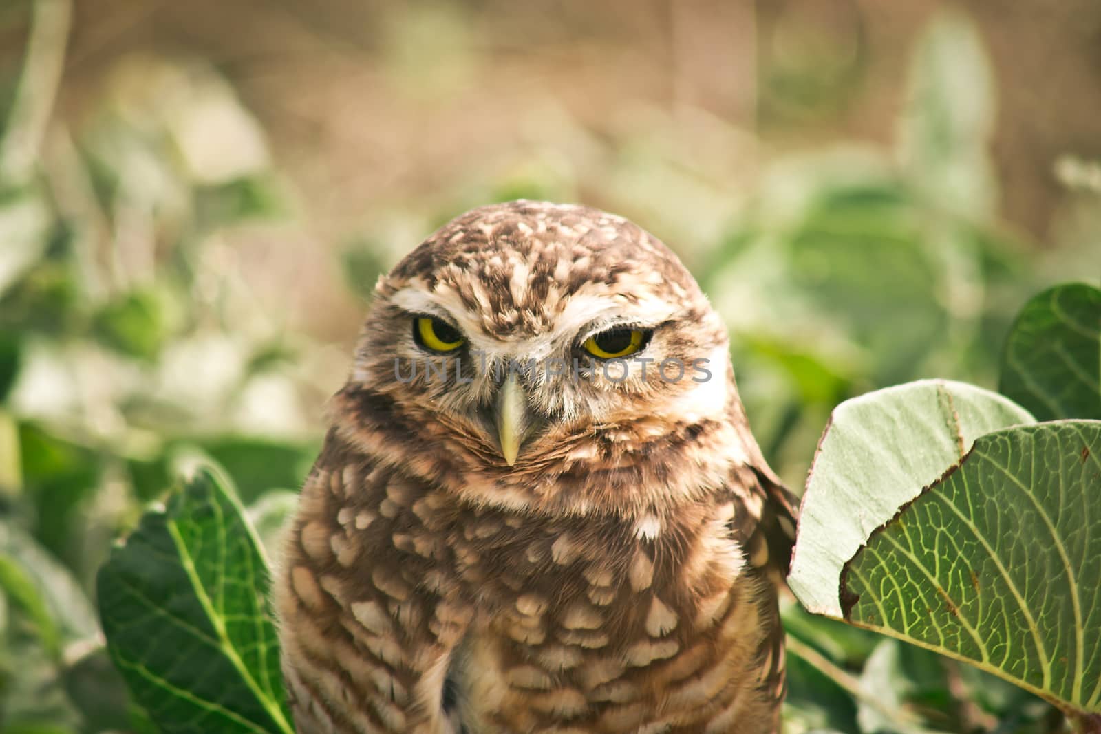 Portrait of burrowing owl sunlit among green vegetation