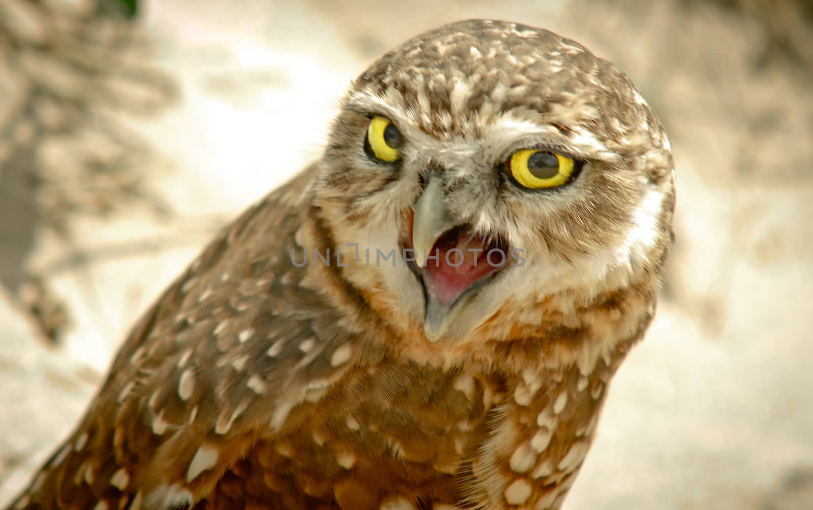 Close-up of burrowing owl crying daytime outdoors