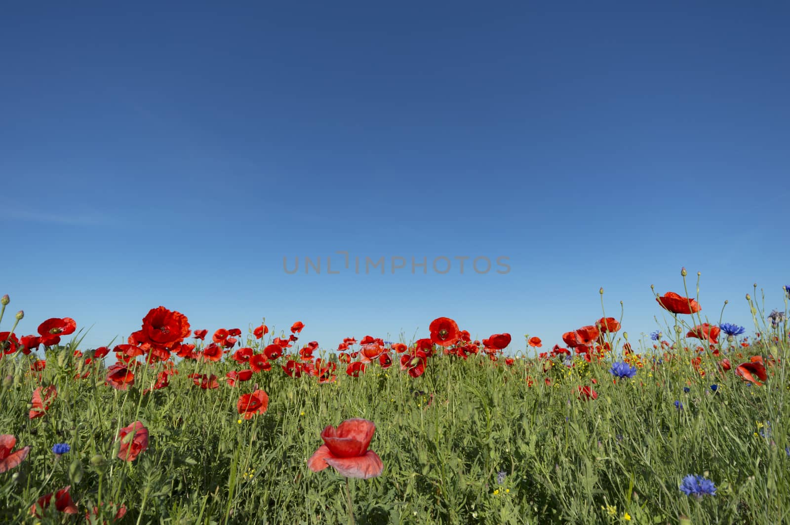 flowers as a colorful background, macro photo, nature series