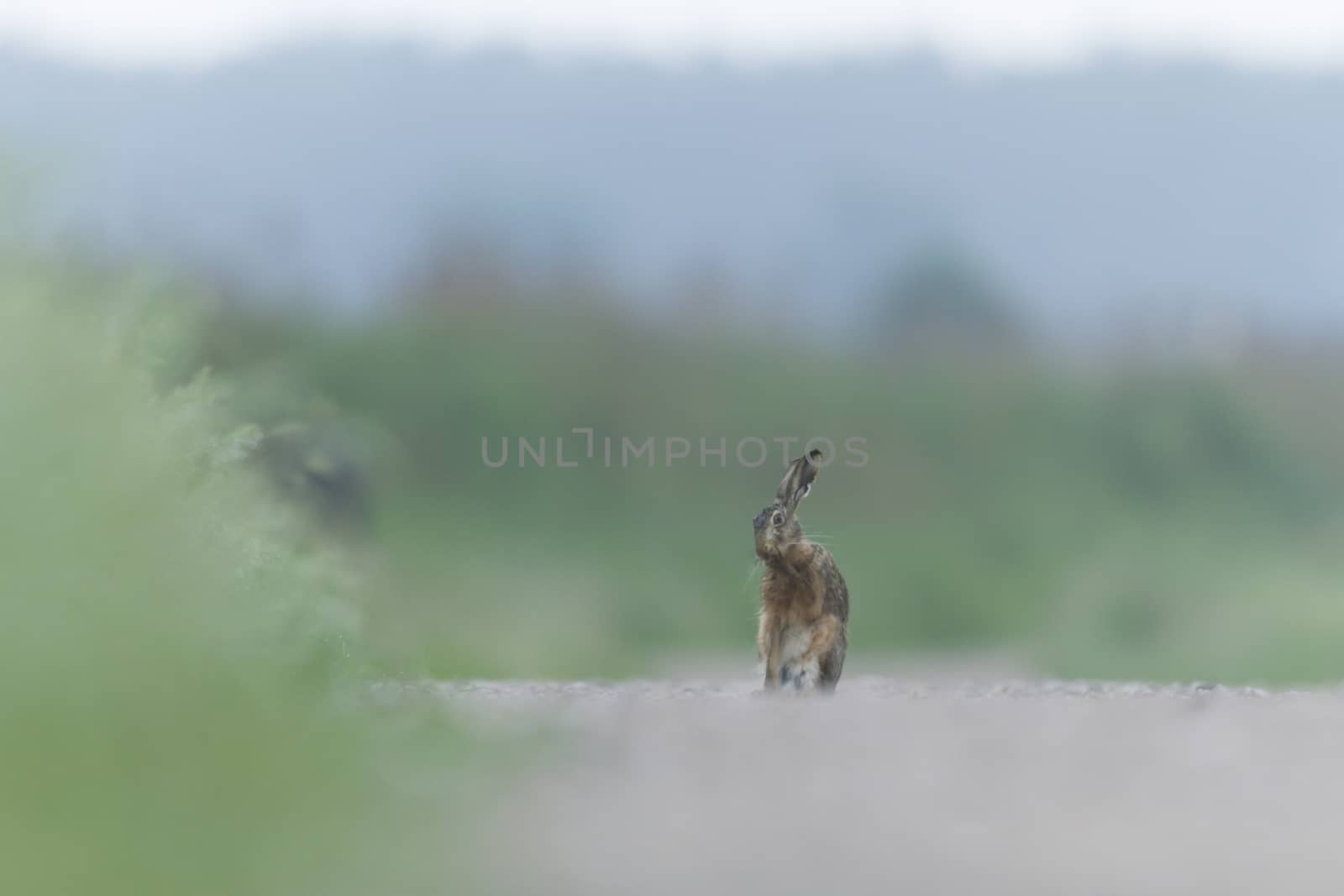cute grey hare standing on the grass, nature series