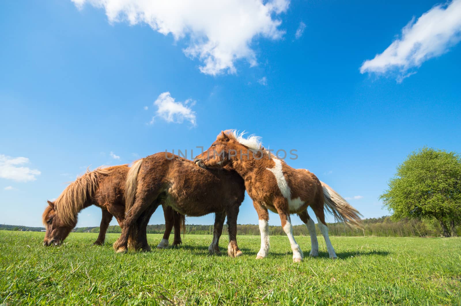 horse in a field, farm animals, nature series