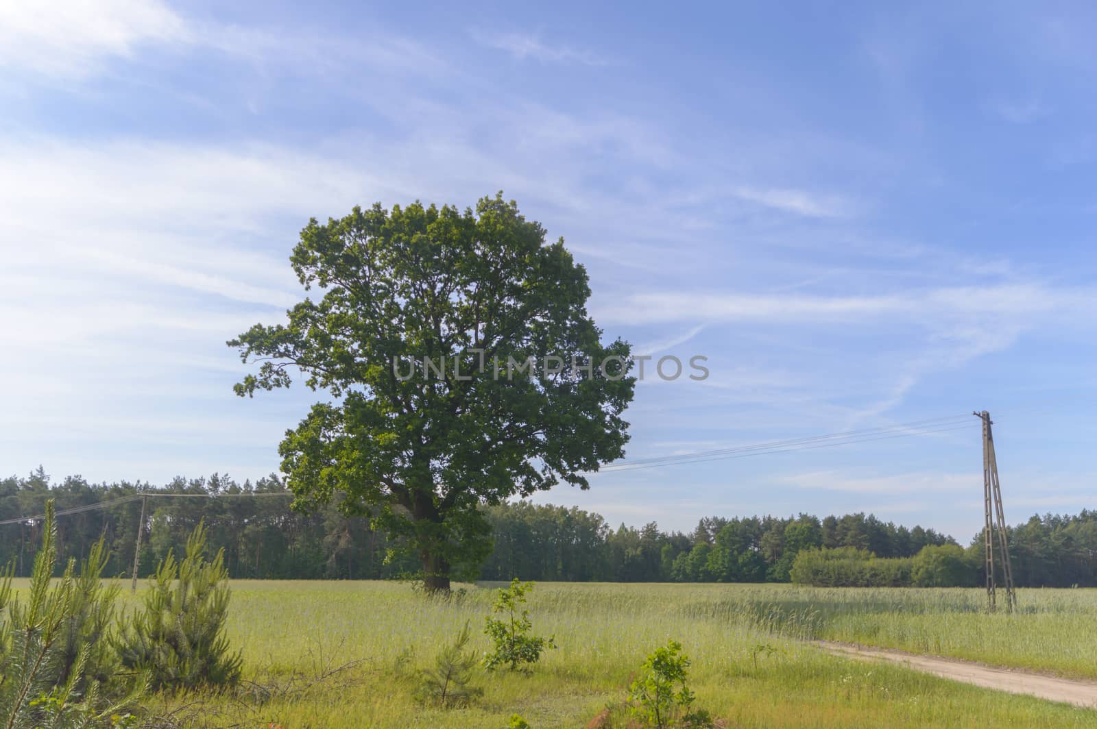 natural green colorful rural meadow, nature series