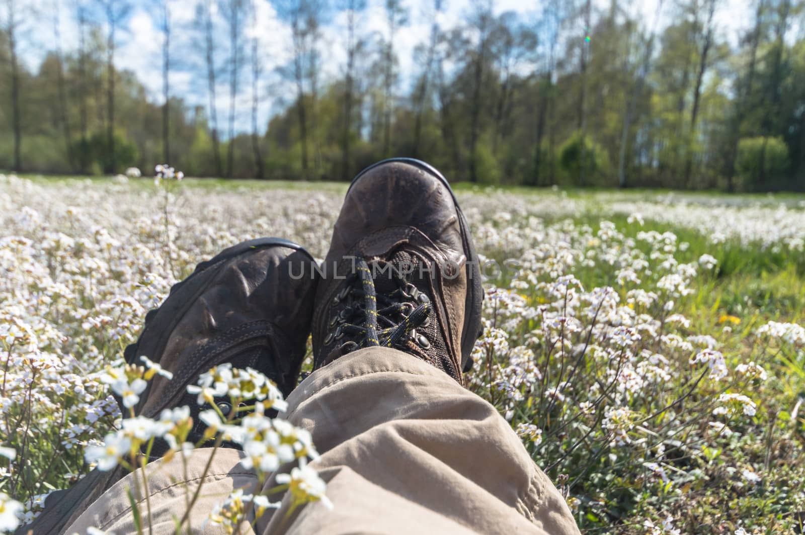 natural green colorful rural meadow, nature series