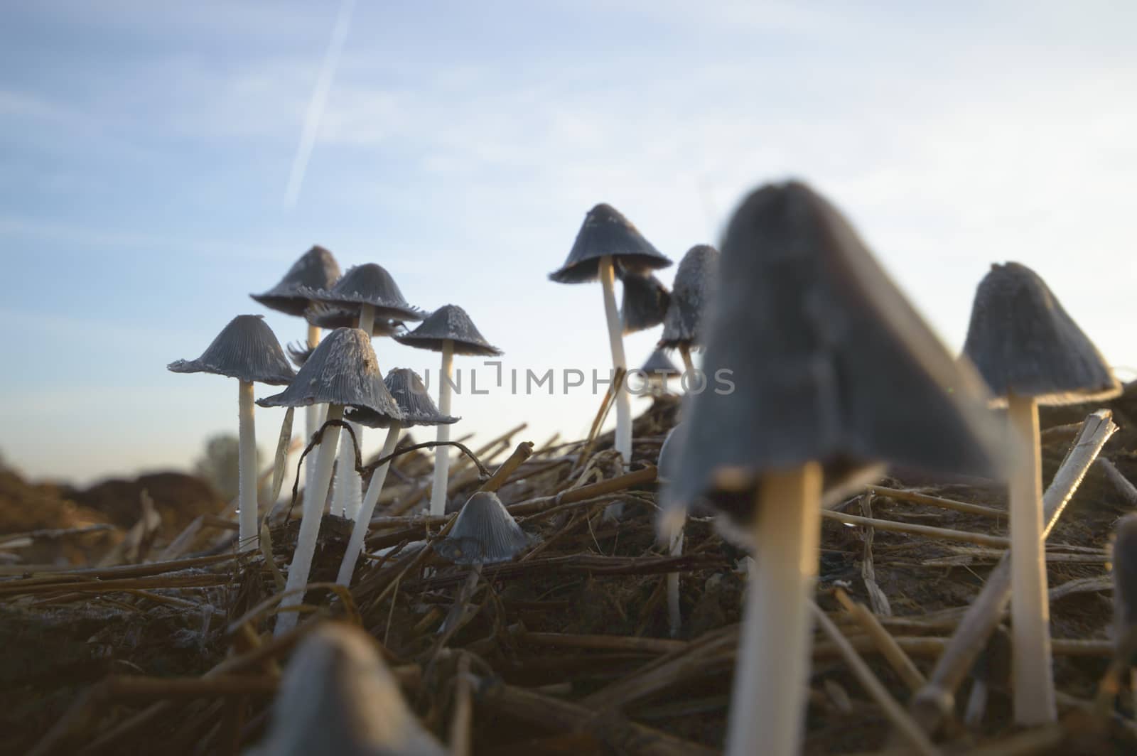 forest mushroom after longtime rain, nature series