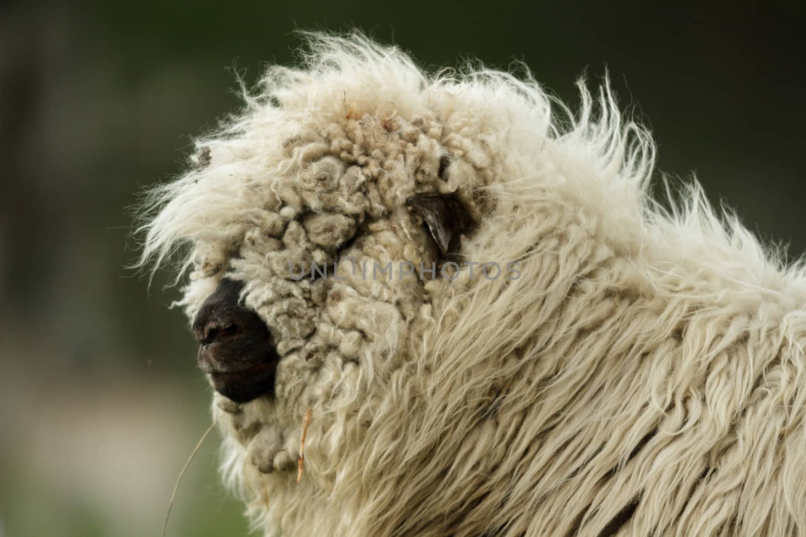 sheep on grass with blue sky, some looking at the camera