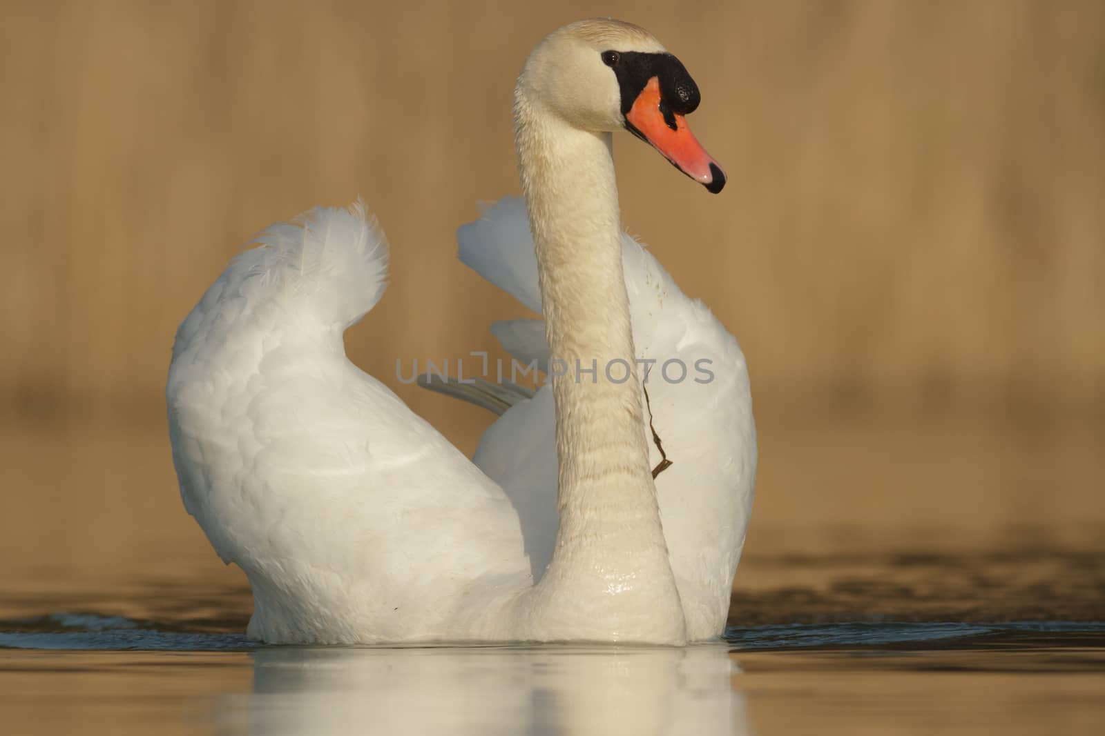 swan on blue lake in sunny day, swans on pond, nature series