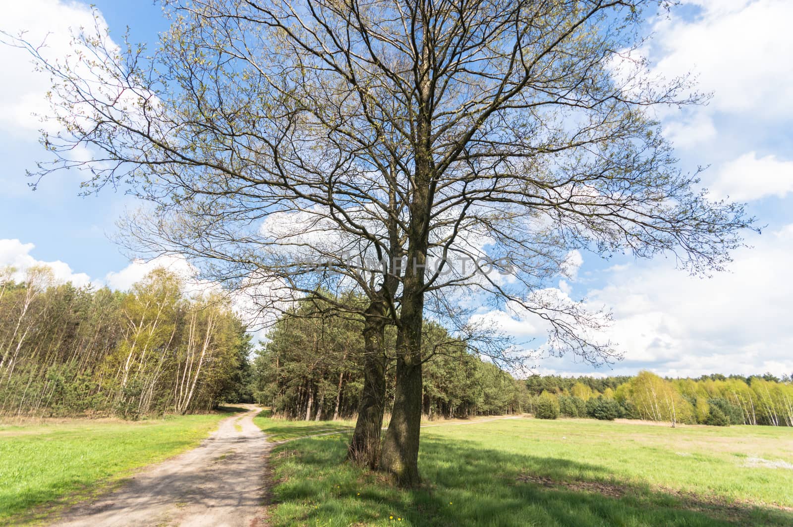 old big tree on color background with blue sky, nature series