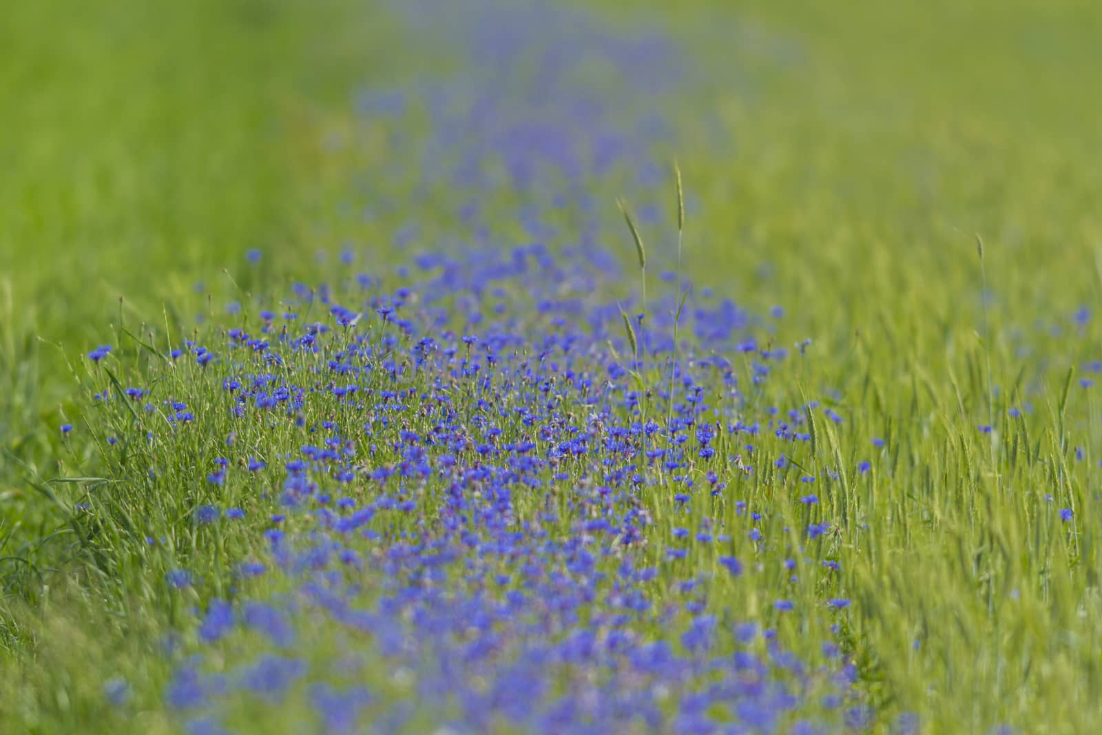 plants for natural background, nature series