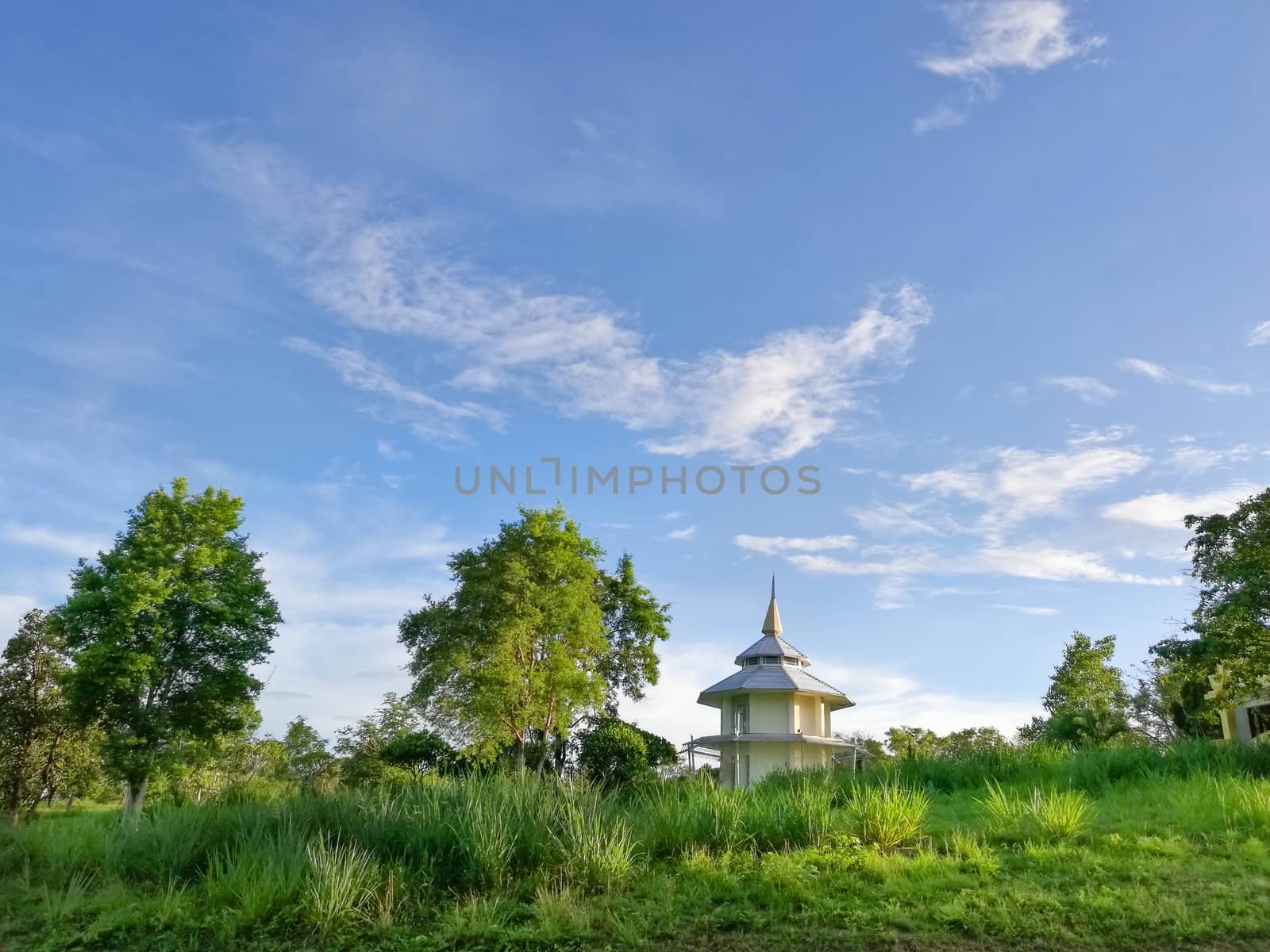 Natural Green tree and grass with blue sky.