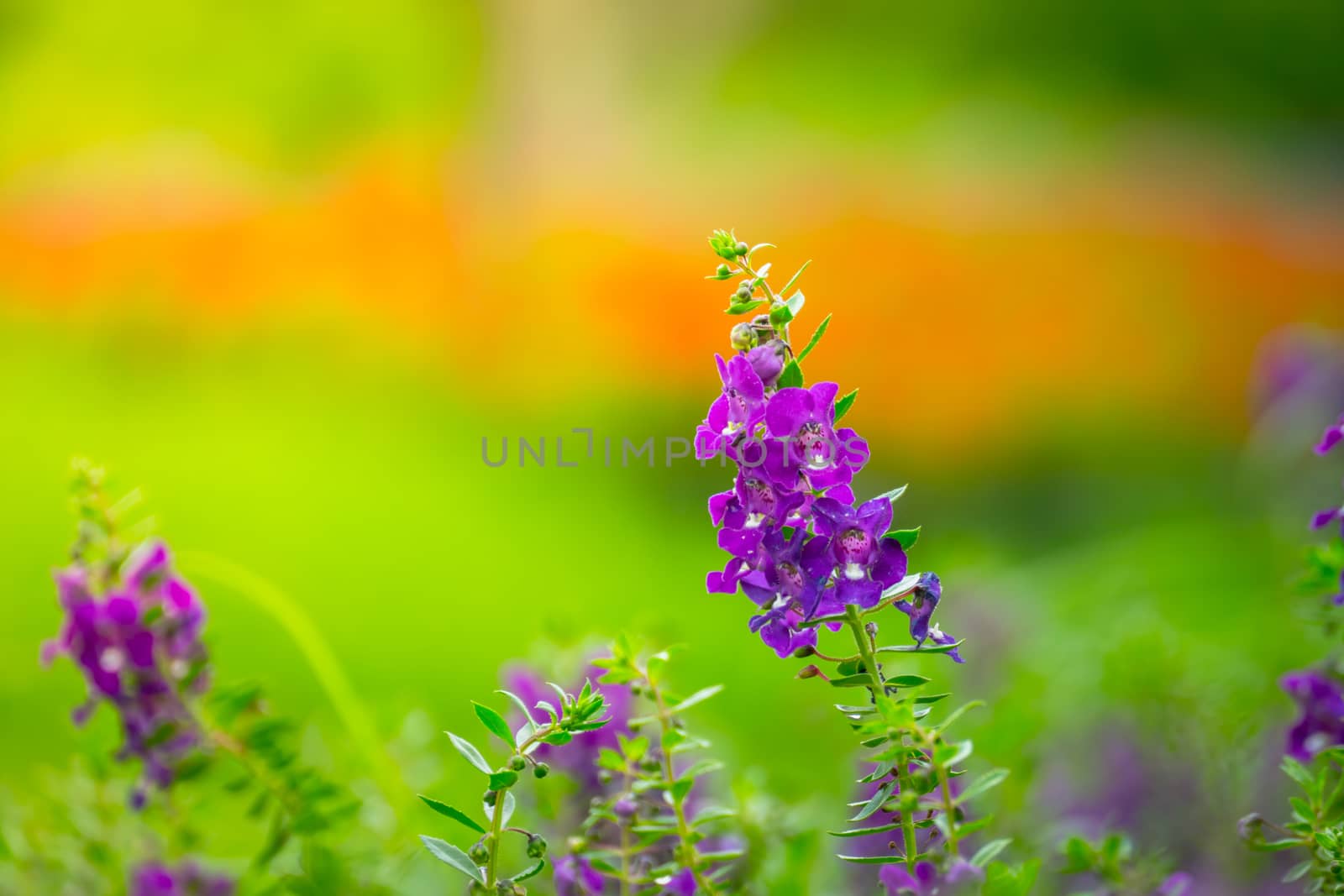 The background image of the colorful flowers by teerawit