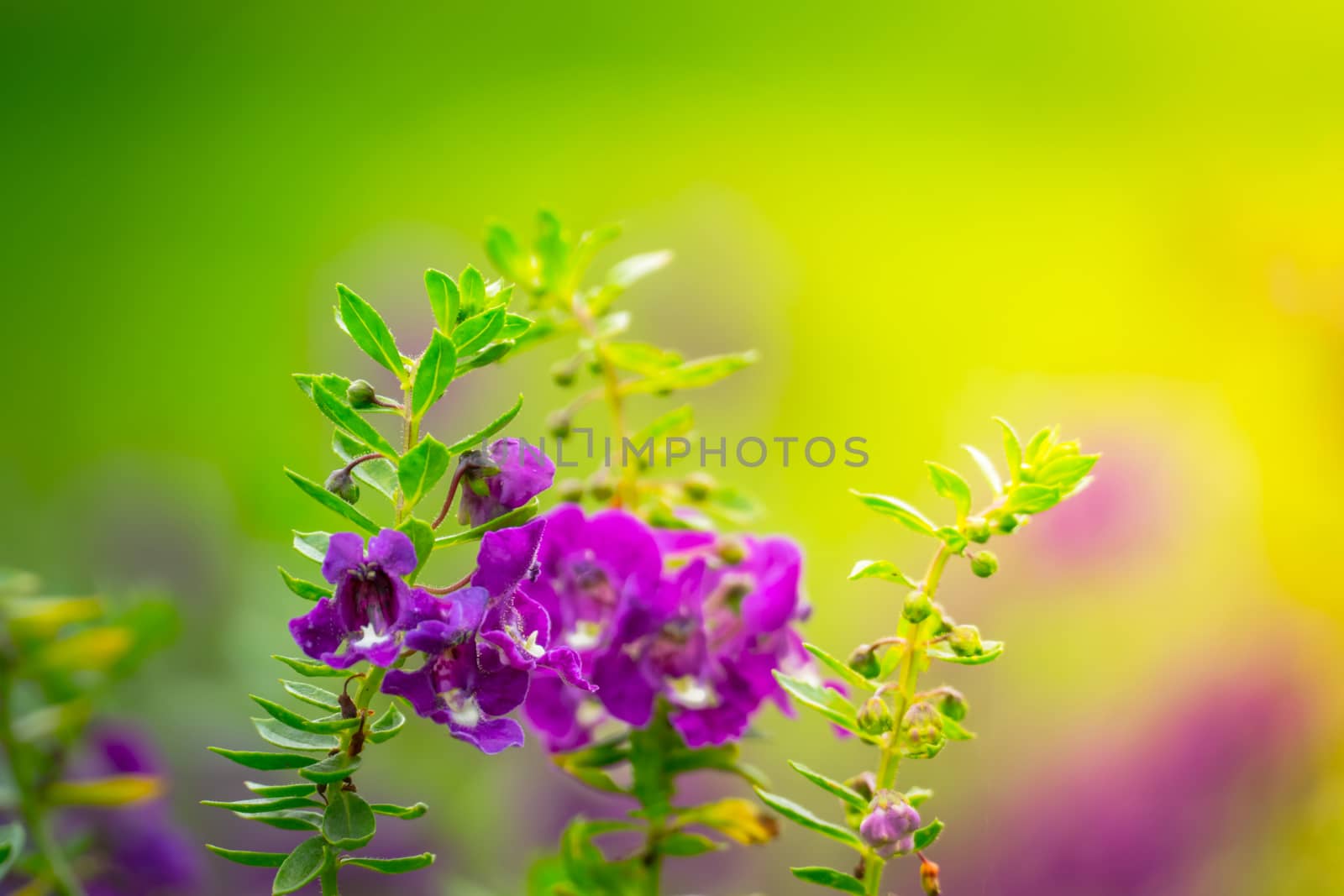 The background image of the colorful flowers by teerawit