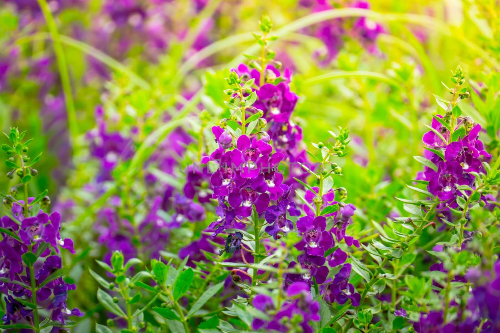 The background image of the colorful flowers, background nature