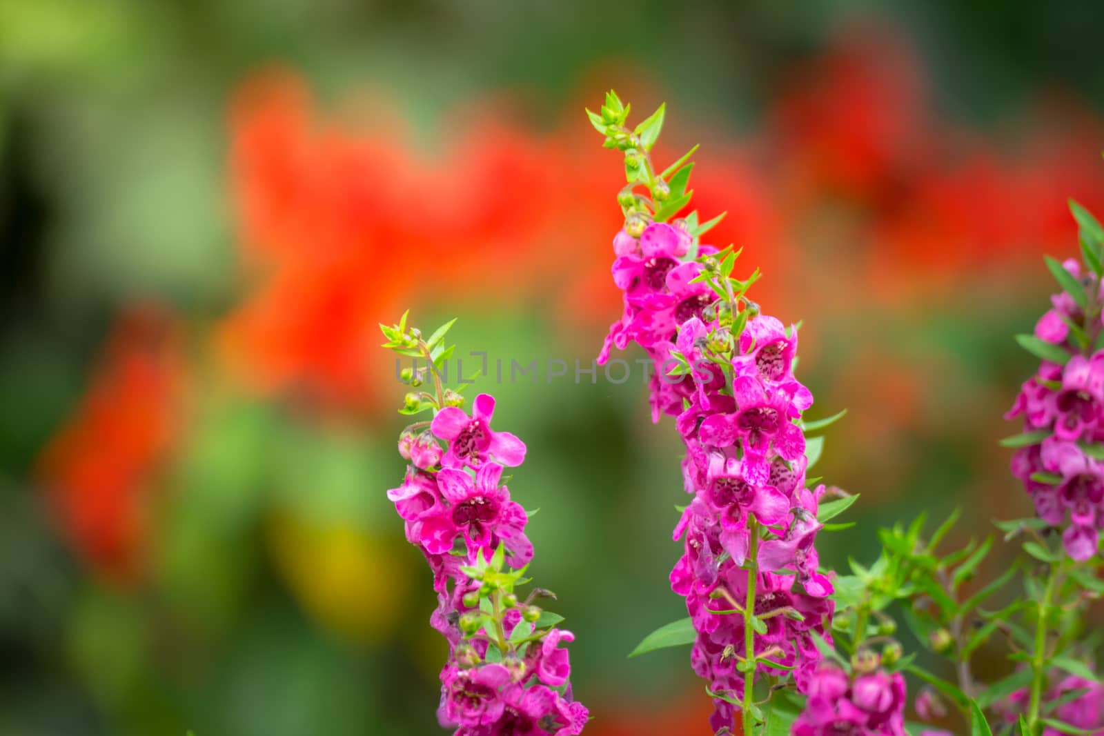 The background image of the colorful flowers by teerawit