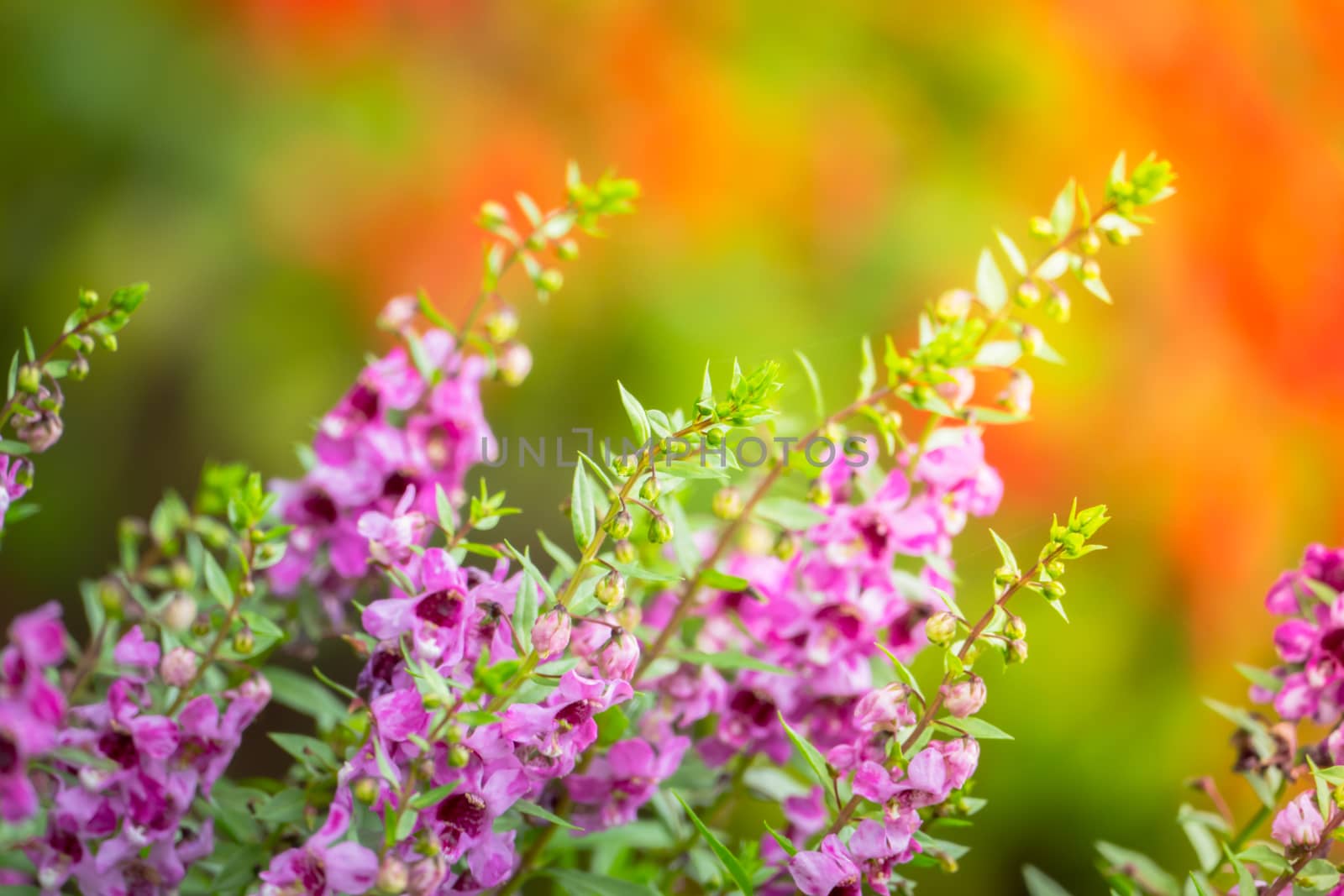 The background image of the colorful flowers by teerawit