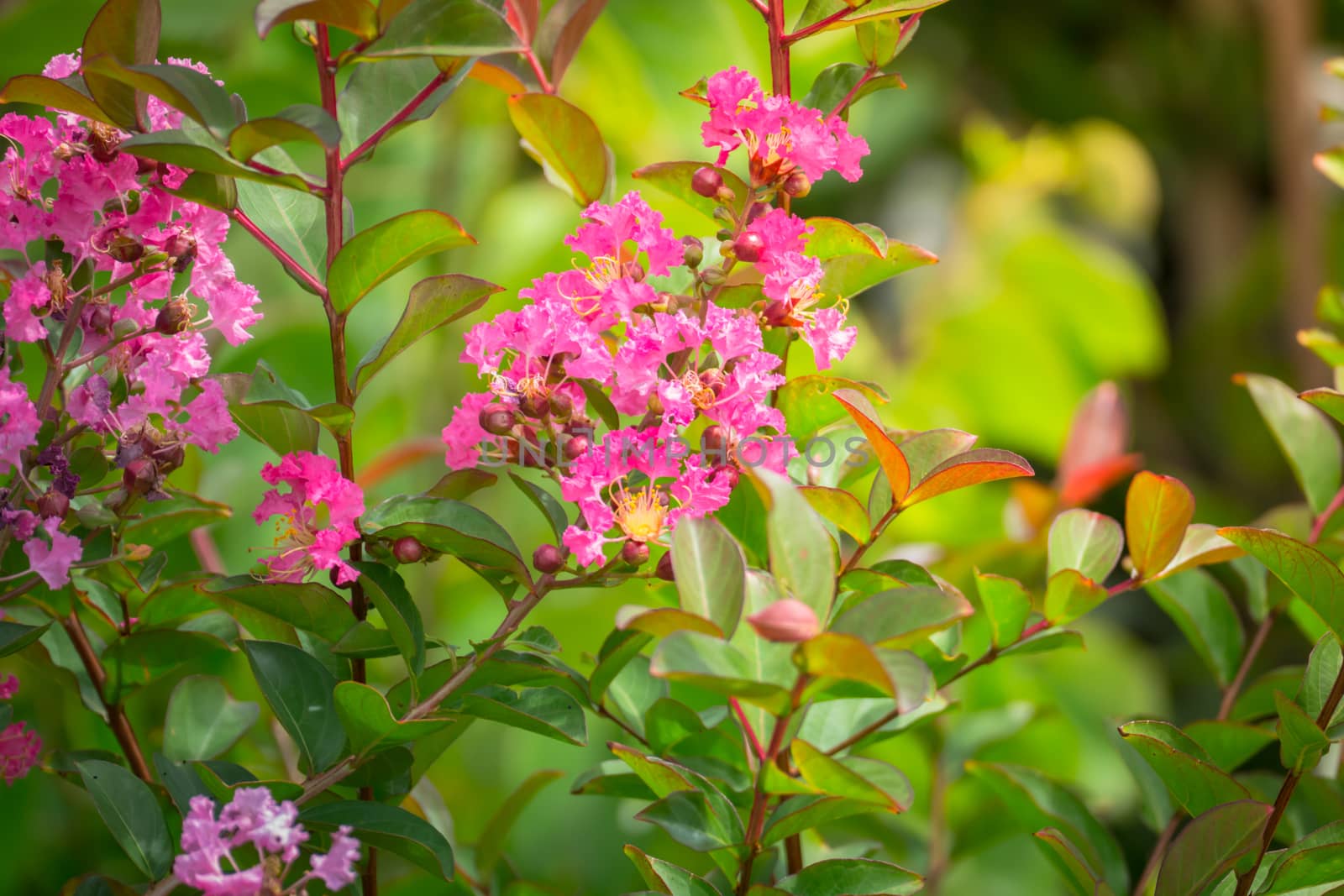 The background image of the colorful flowers, background nature