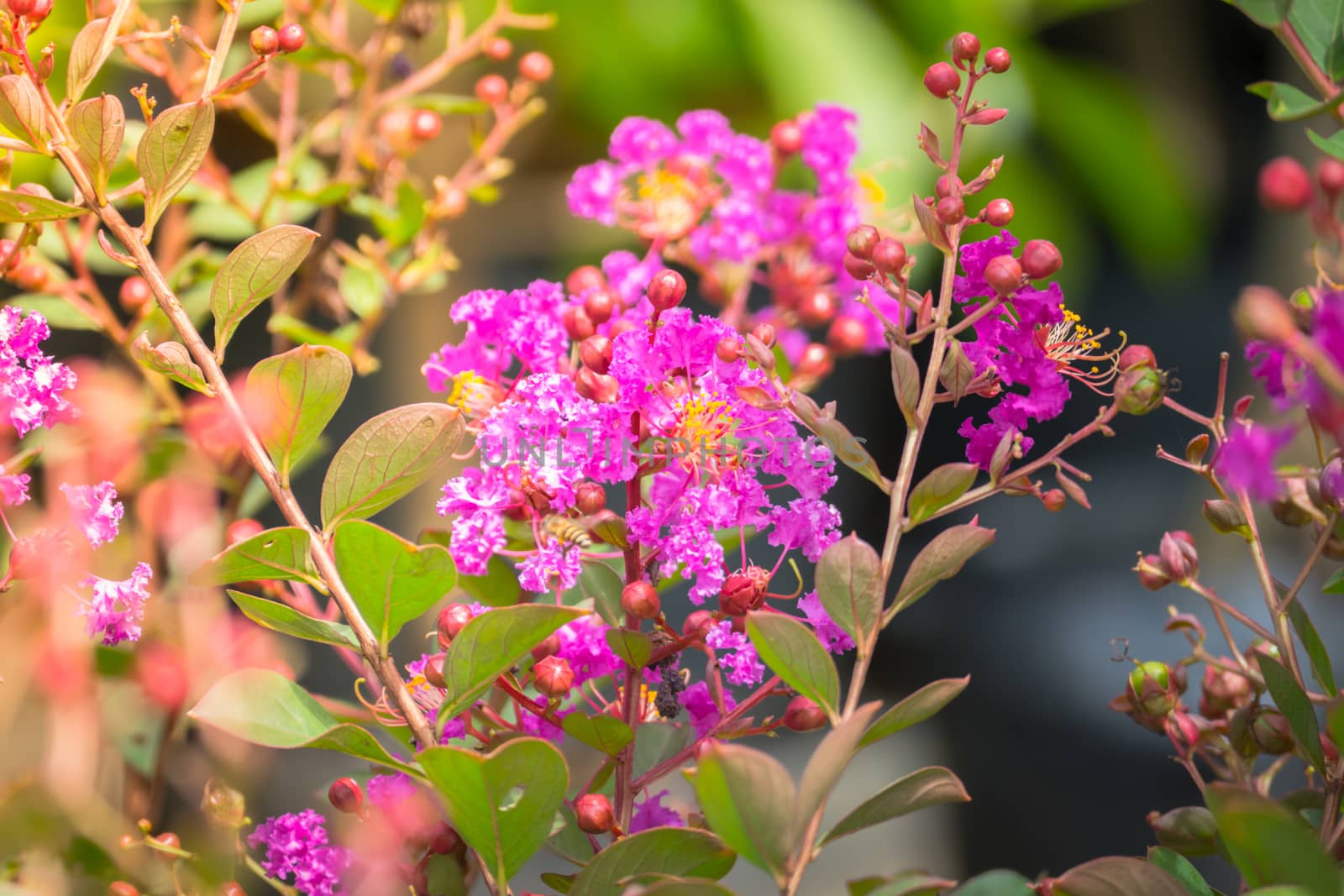 The background image of the colorful flowers by teerawit