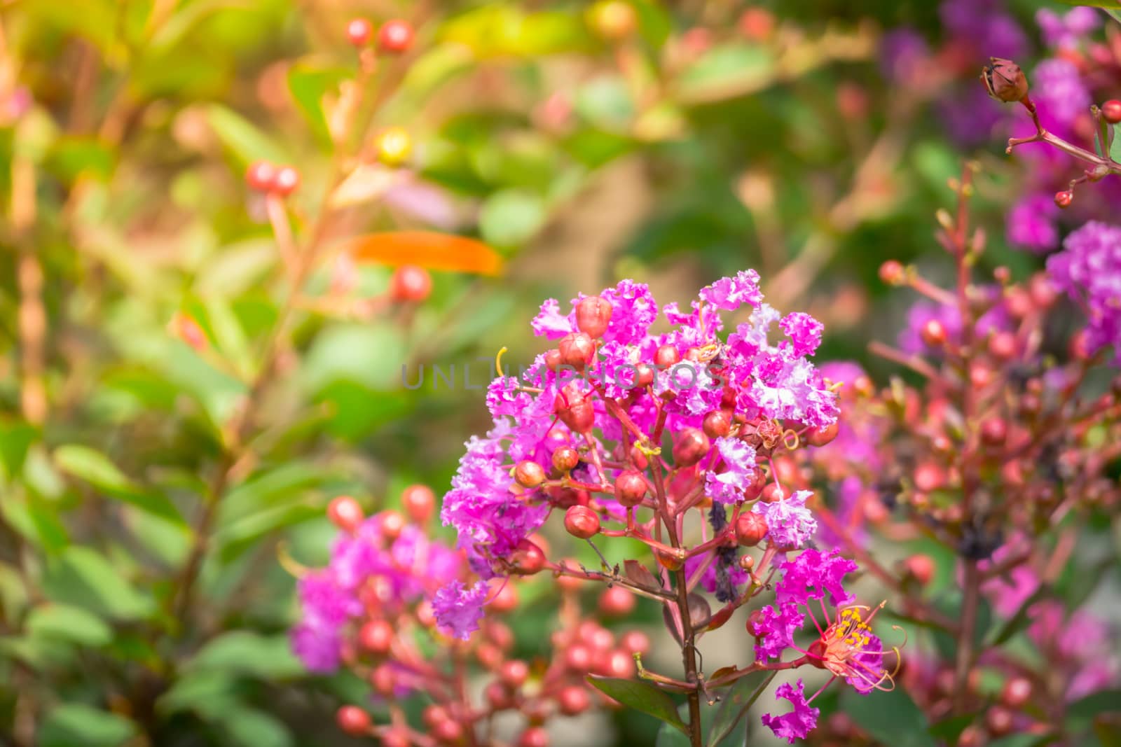 The background image of the colorful flowers by teerawit