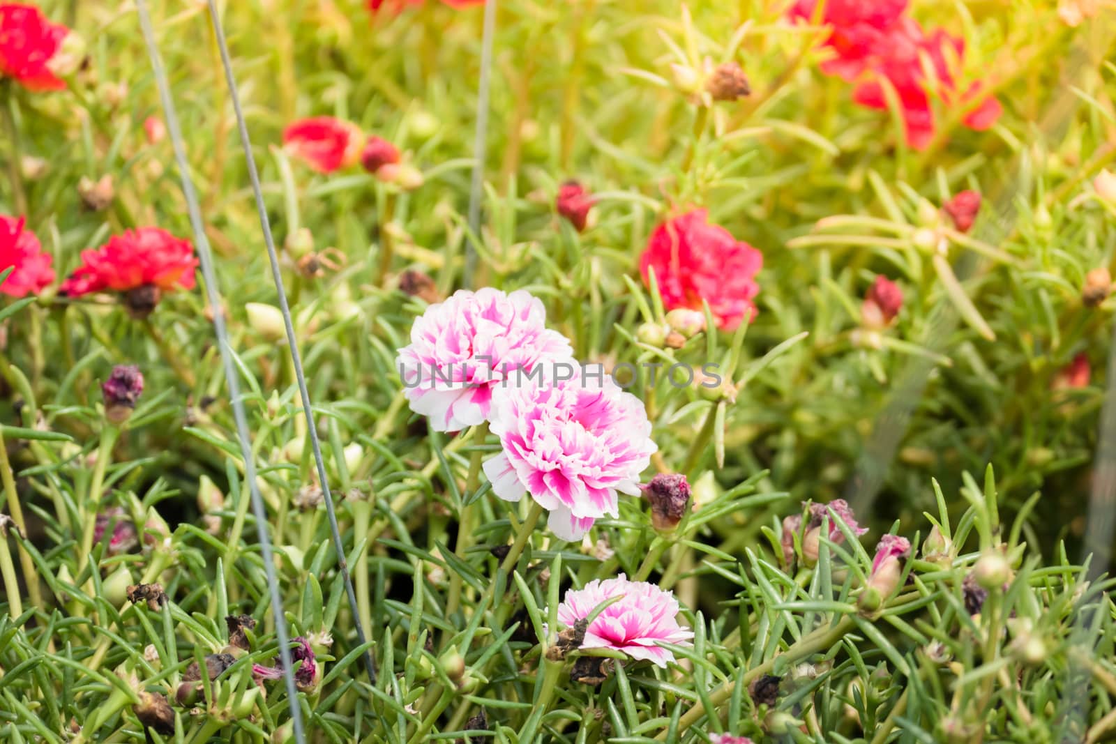 The background image of the colorful flowers by teerawit