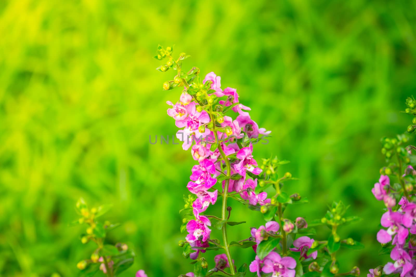 The background image of the colorful flowers by teerawit