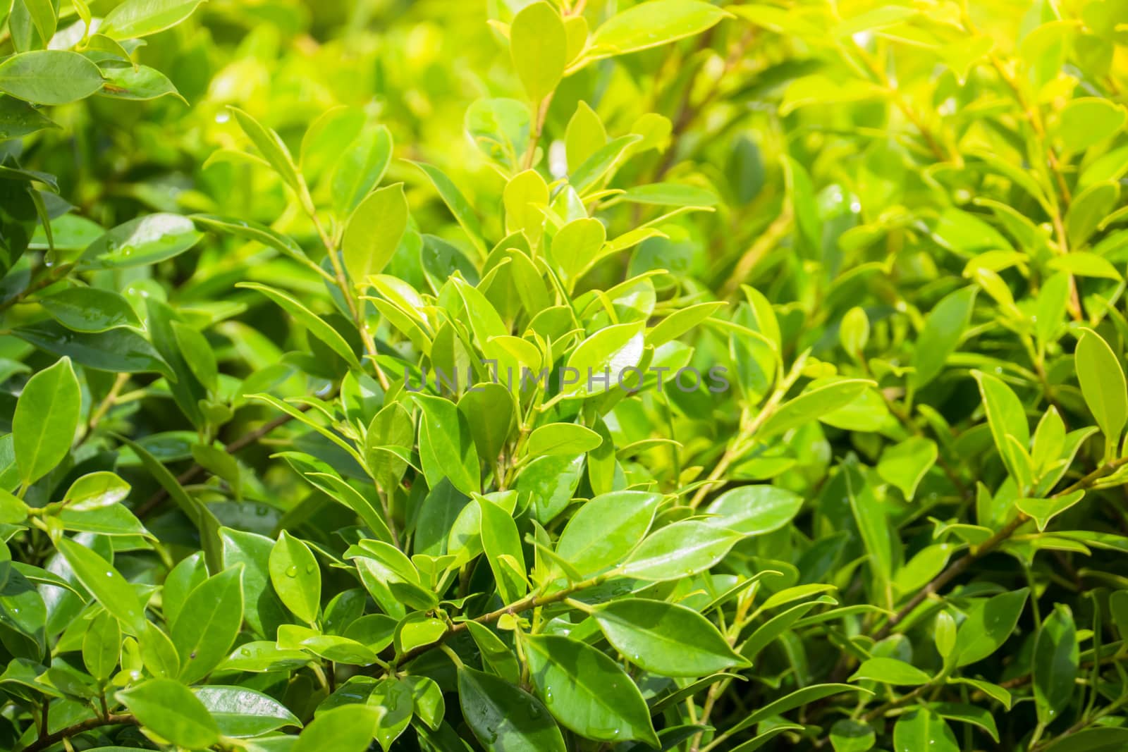 Tree branch over blurred green leaves background by teerawit