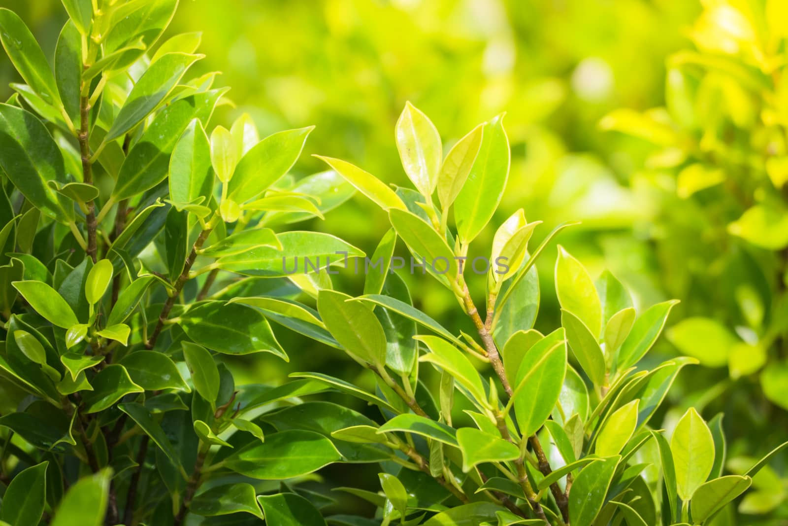 Tree branch over blurred green leaves background by teerawit