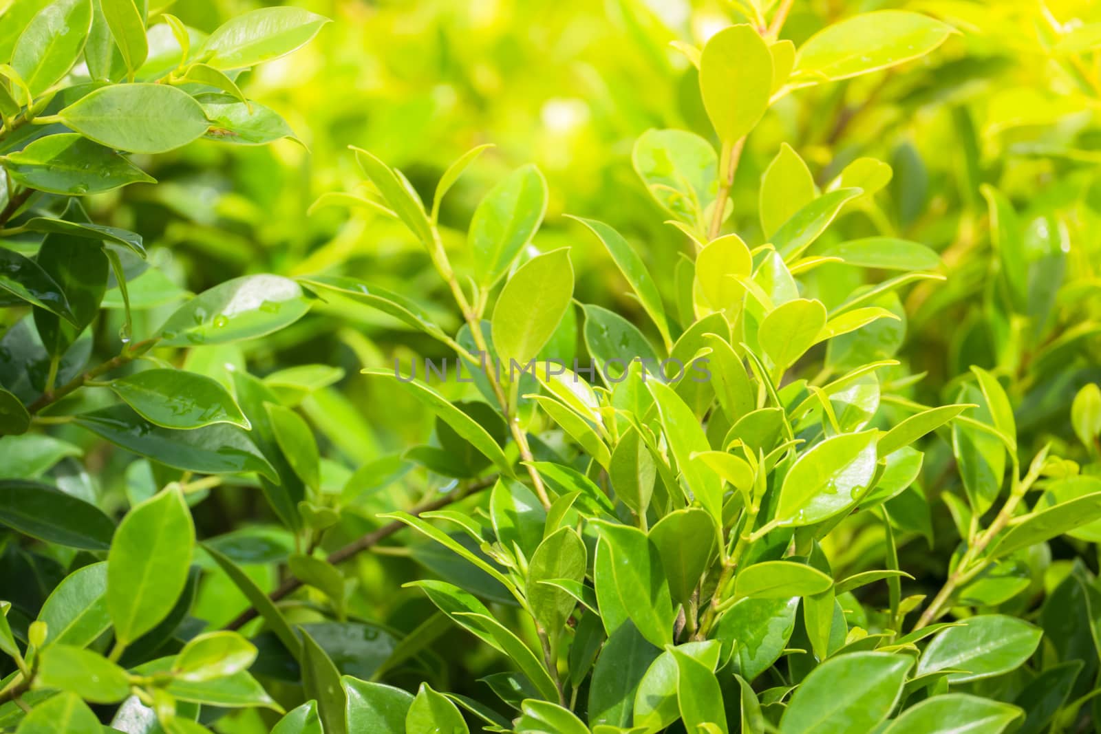 Tree branch over blurred green leaves background by teerawit