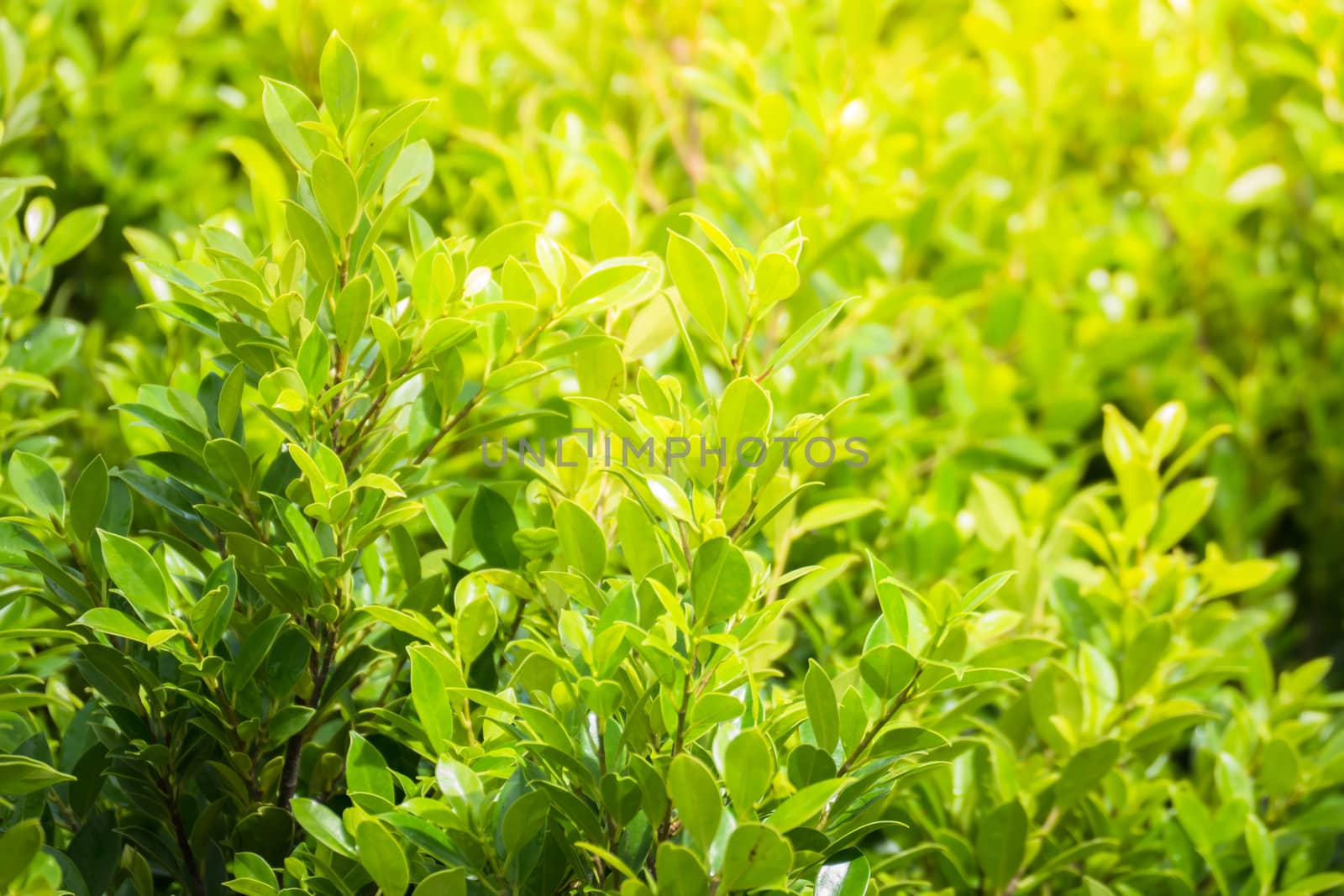 Tree branch over blurred green leaves background, nature background