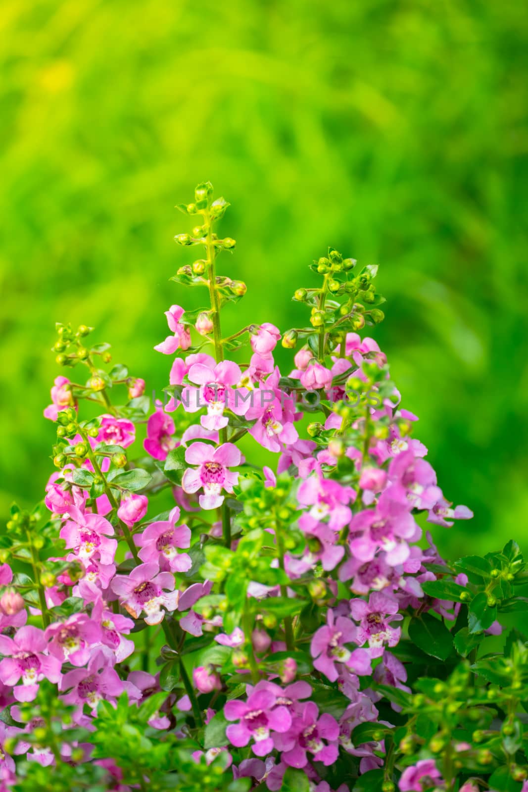 The background image of the colorful flowers by teerawit