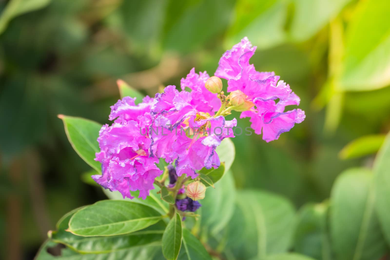 The background image of the colorful flowers, background nature